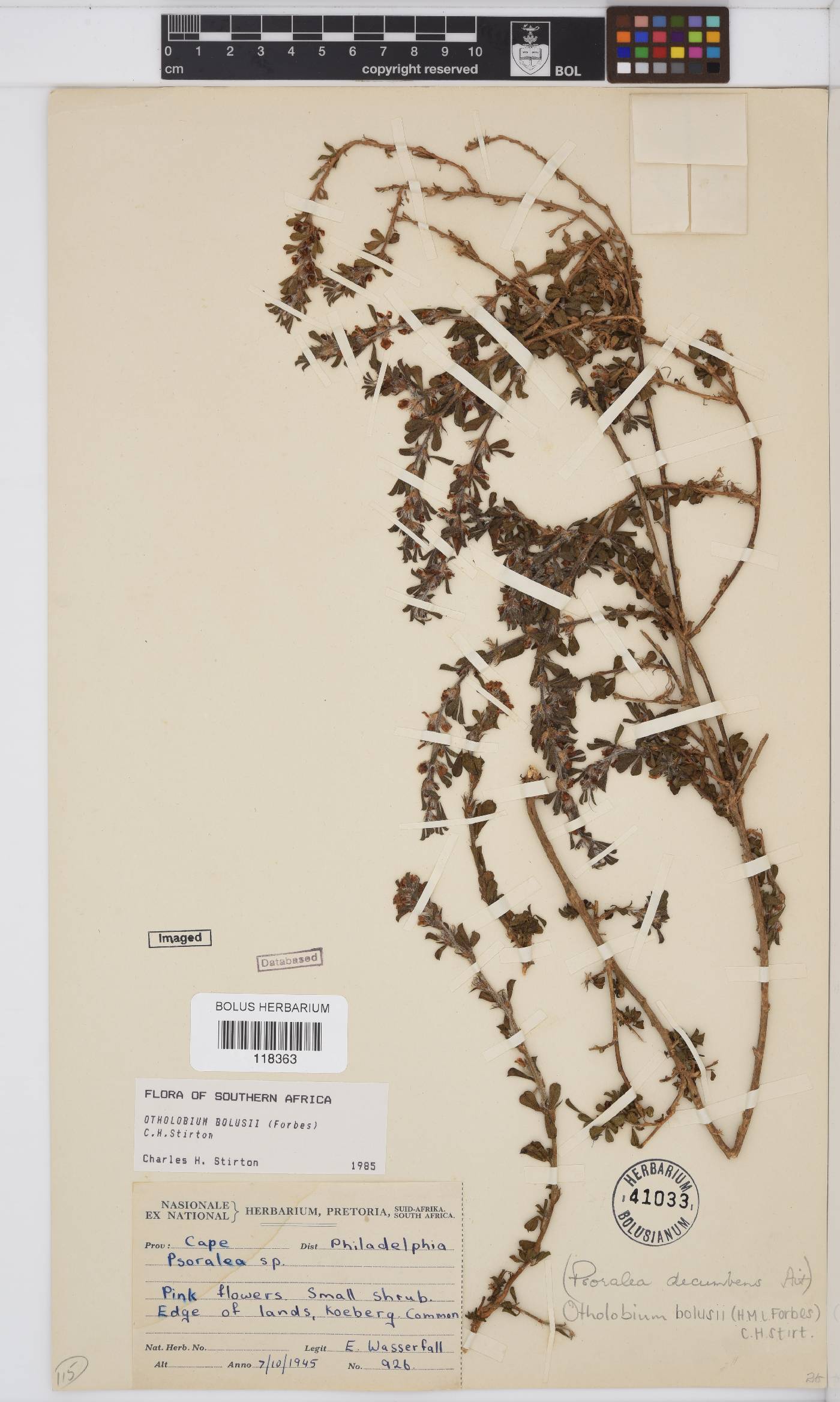 Otholobium bolusii image