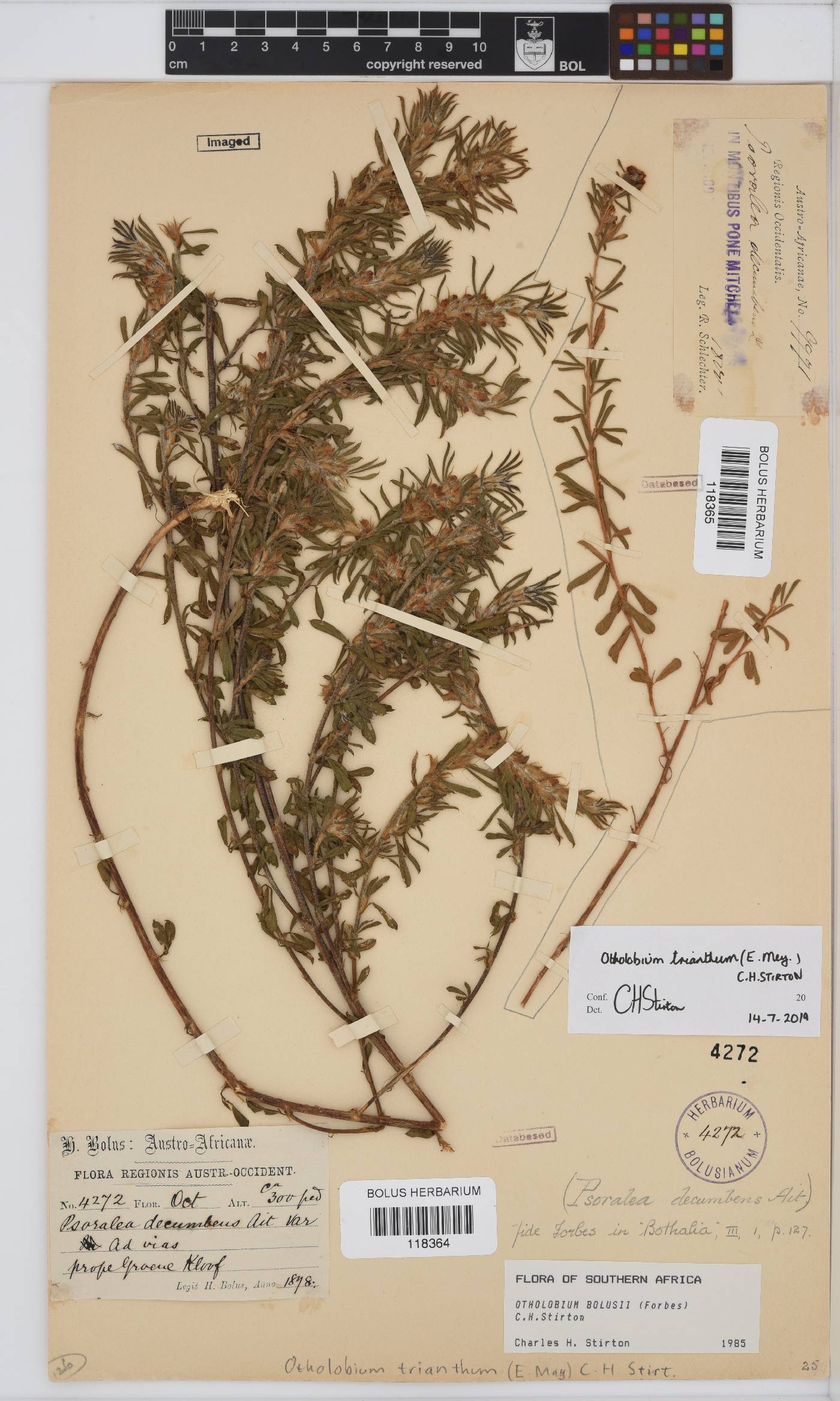 Otholobium trianthum image