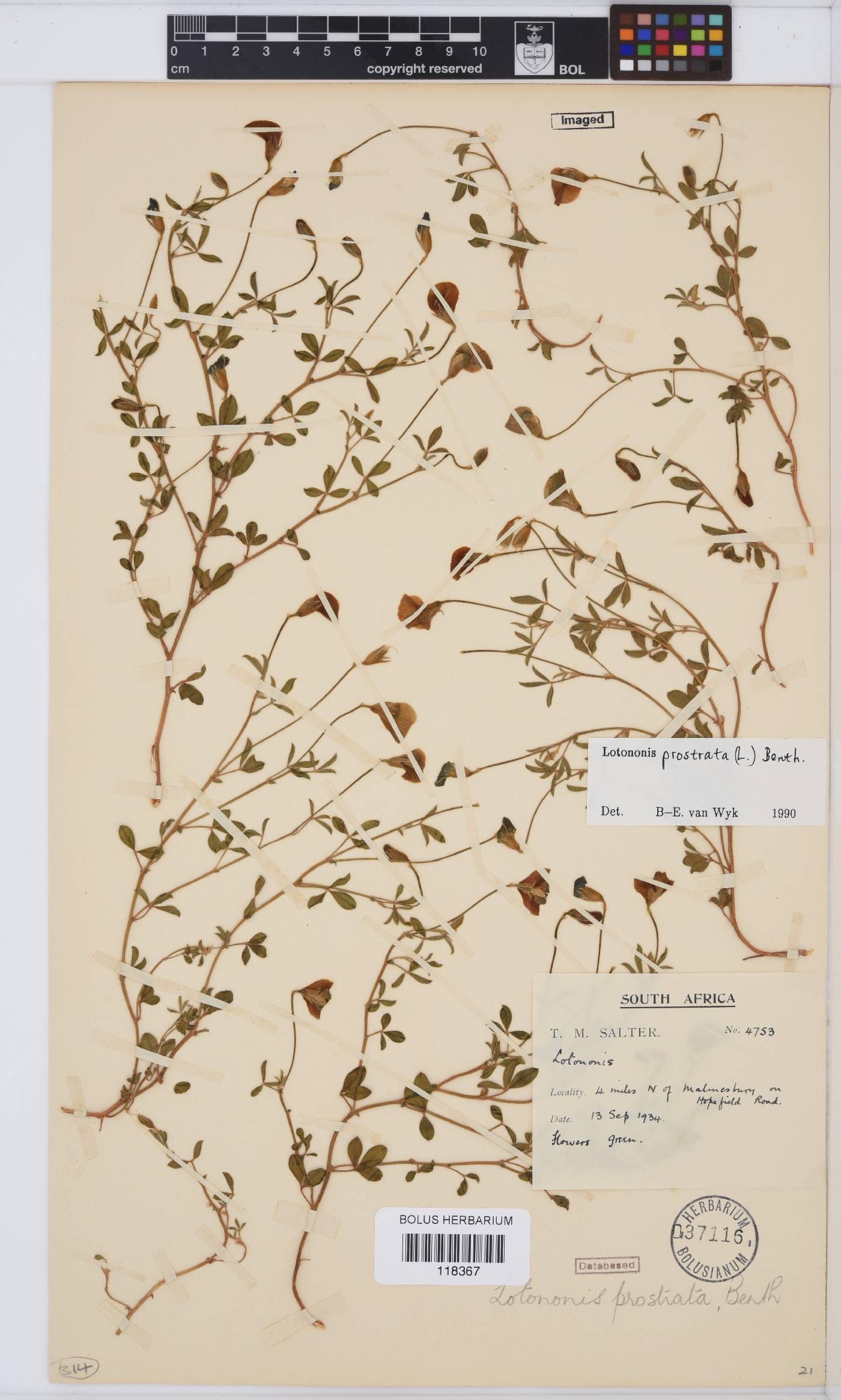 Lotononis image