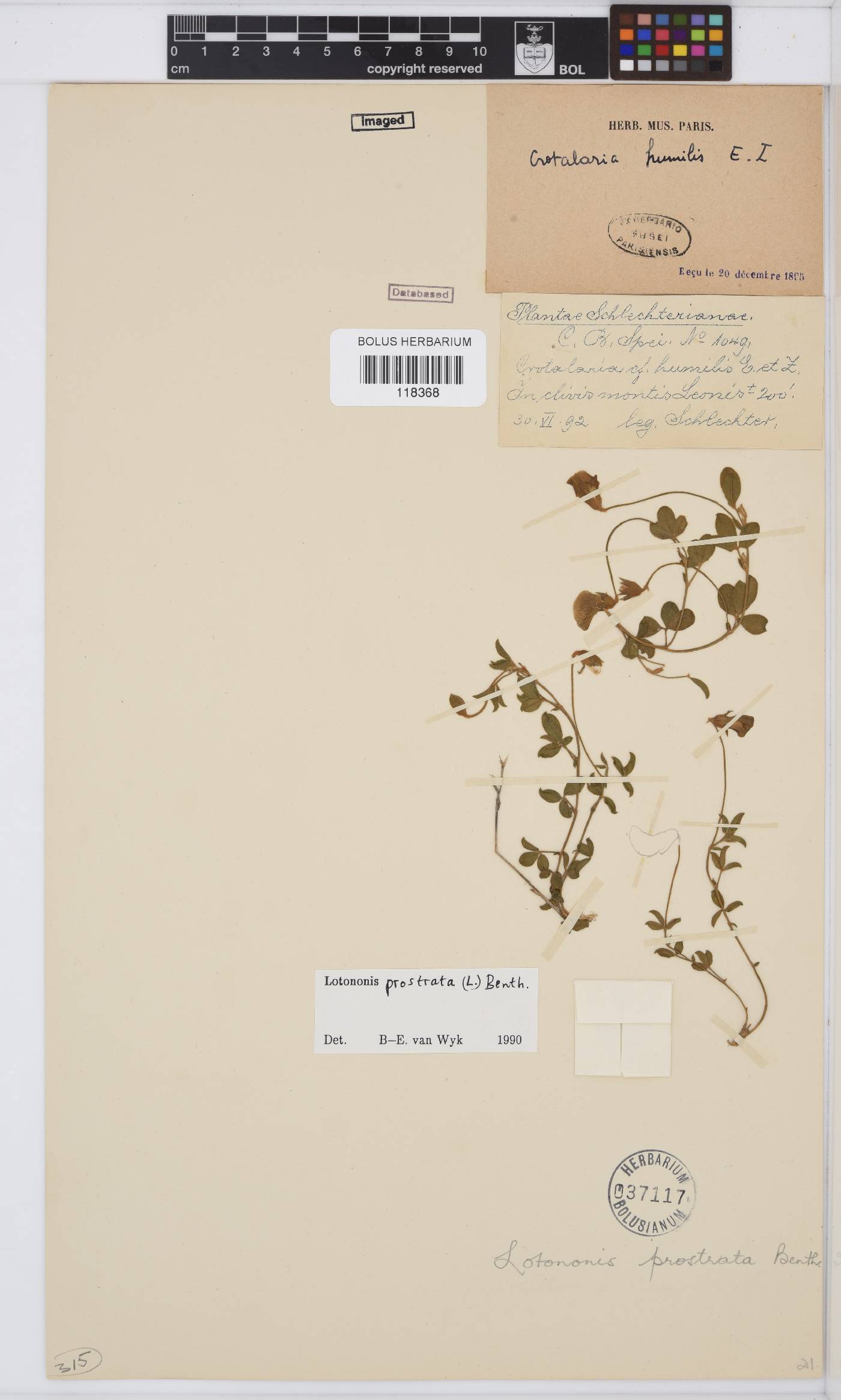 Lotononis prostrata image