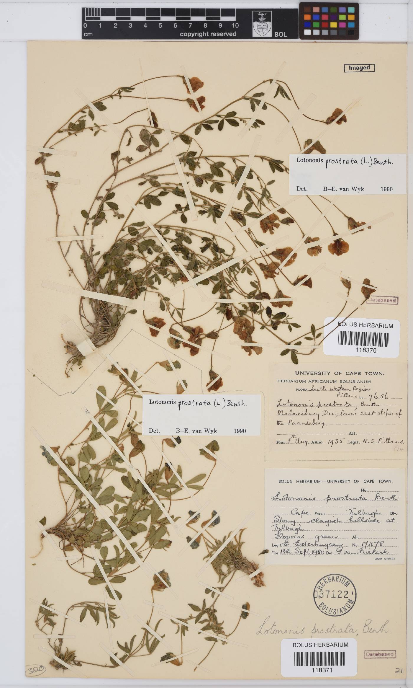 Lotononis prostrata image
