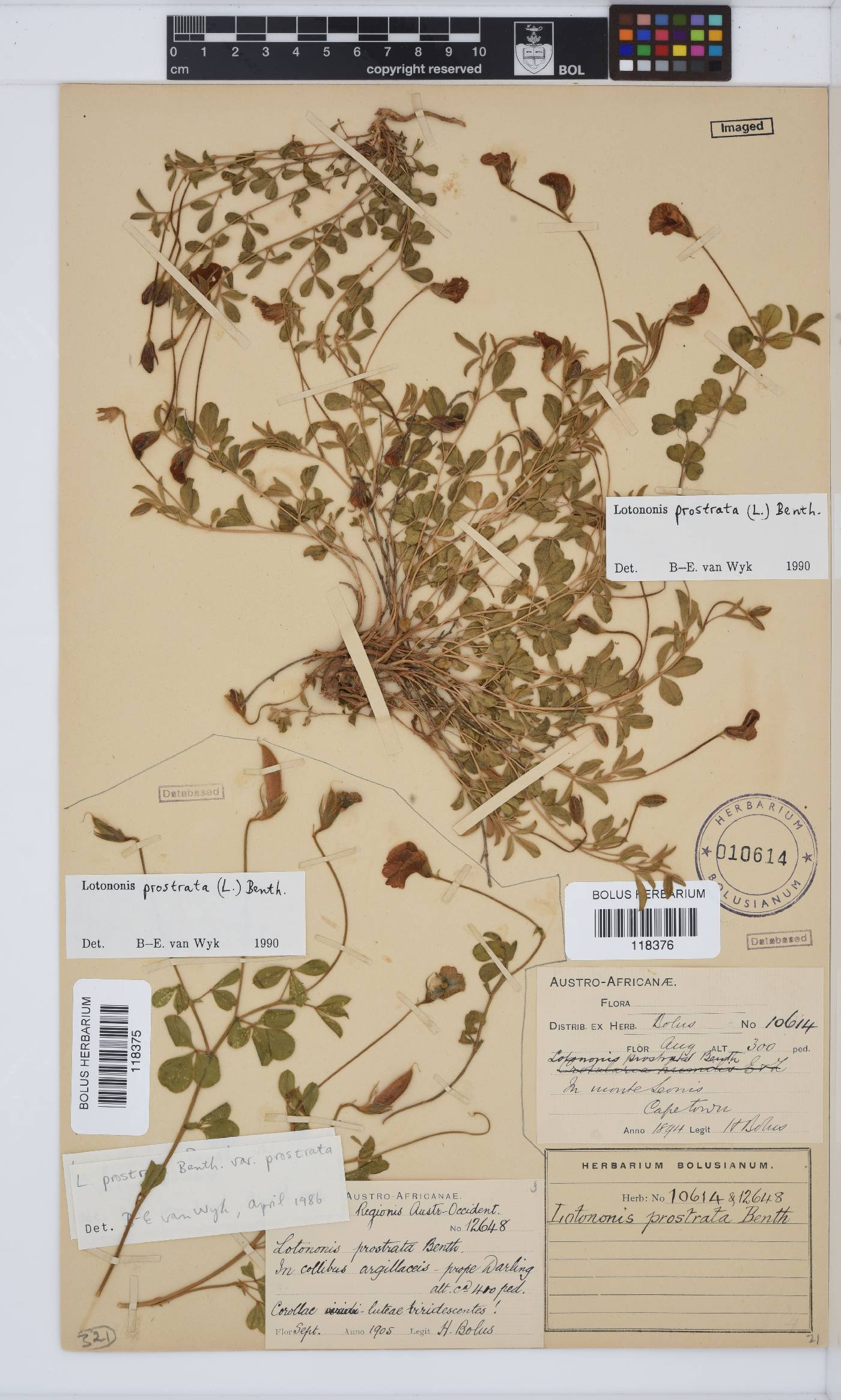 Lotononis prostrata image