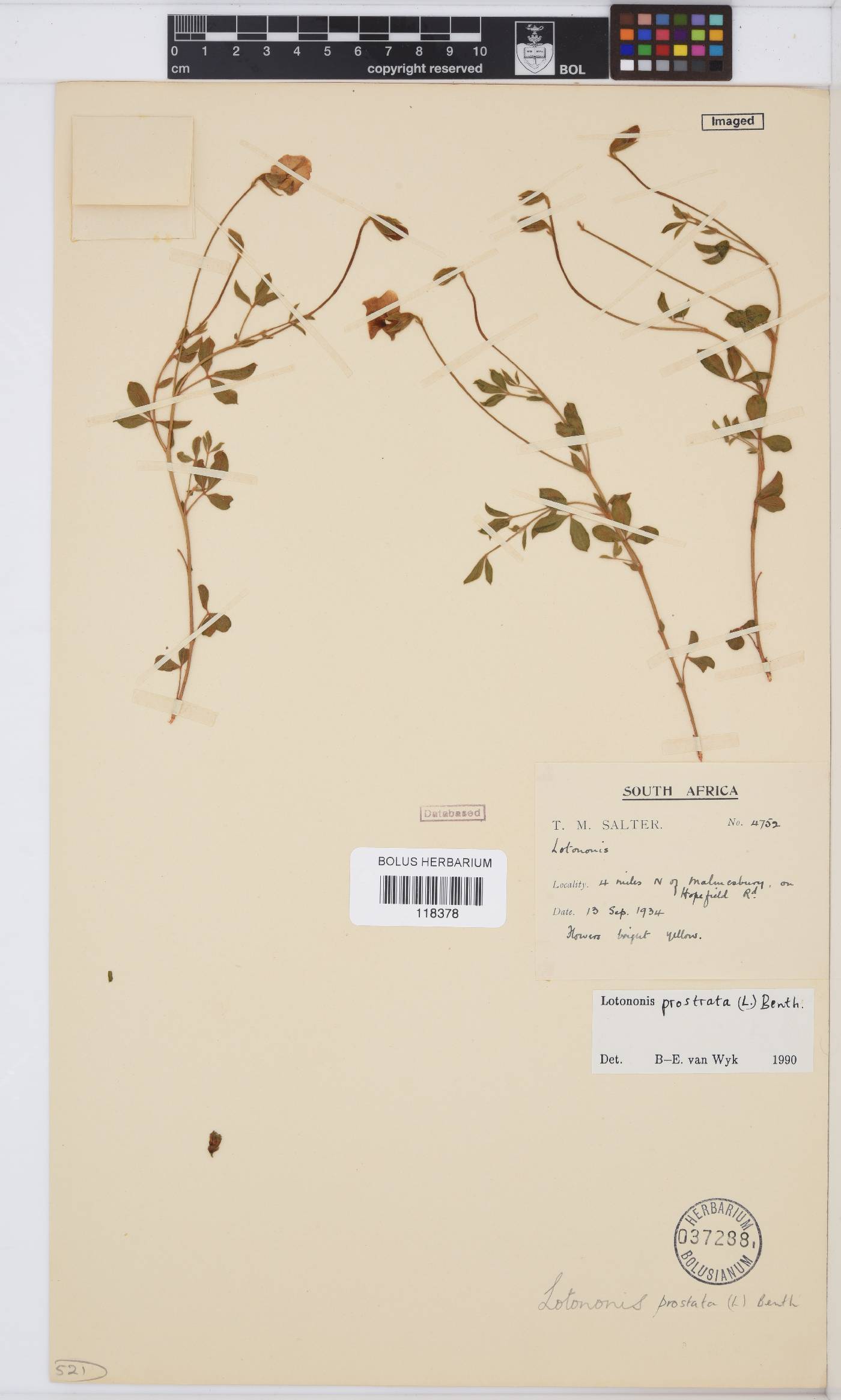 Lotononis prostrata image
