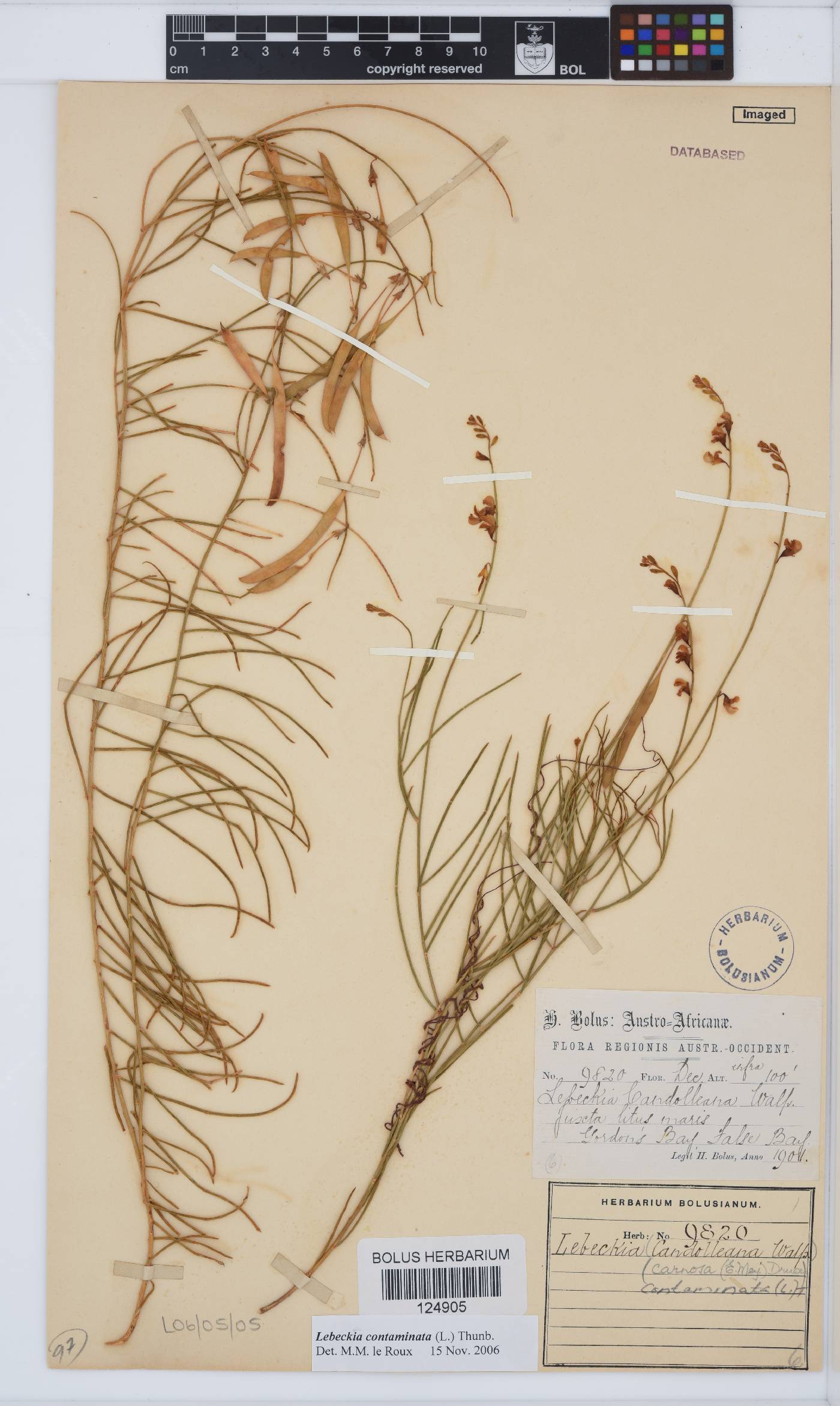 Lebeckia contaminata image