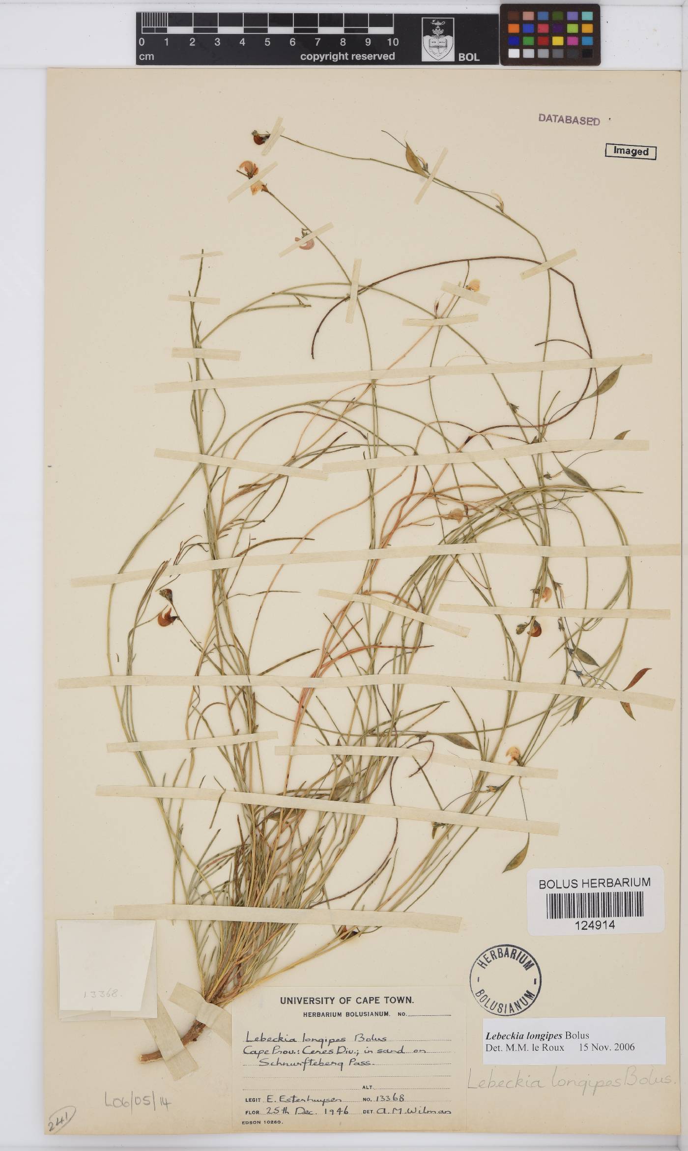 Lebeckia longipes image