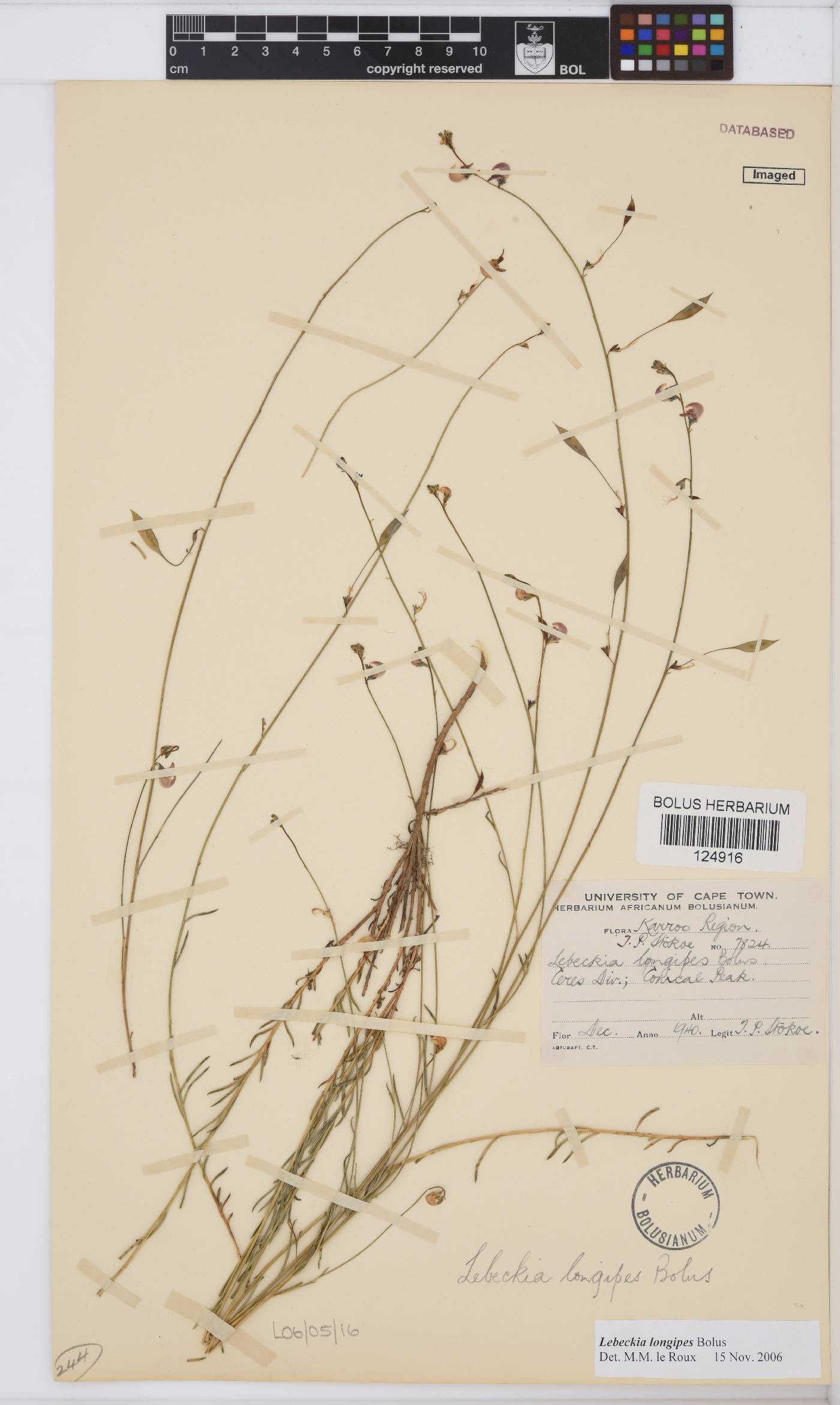 Lebeckia longipes image