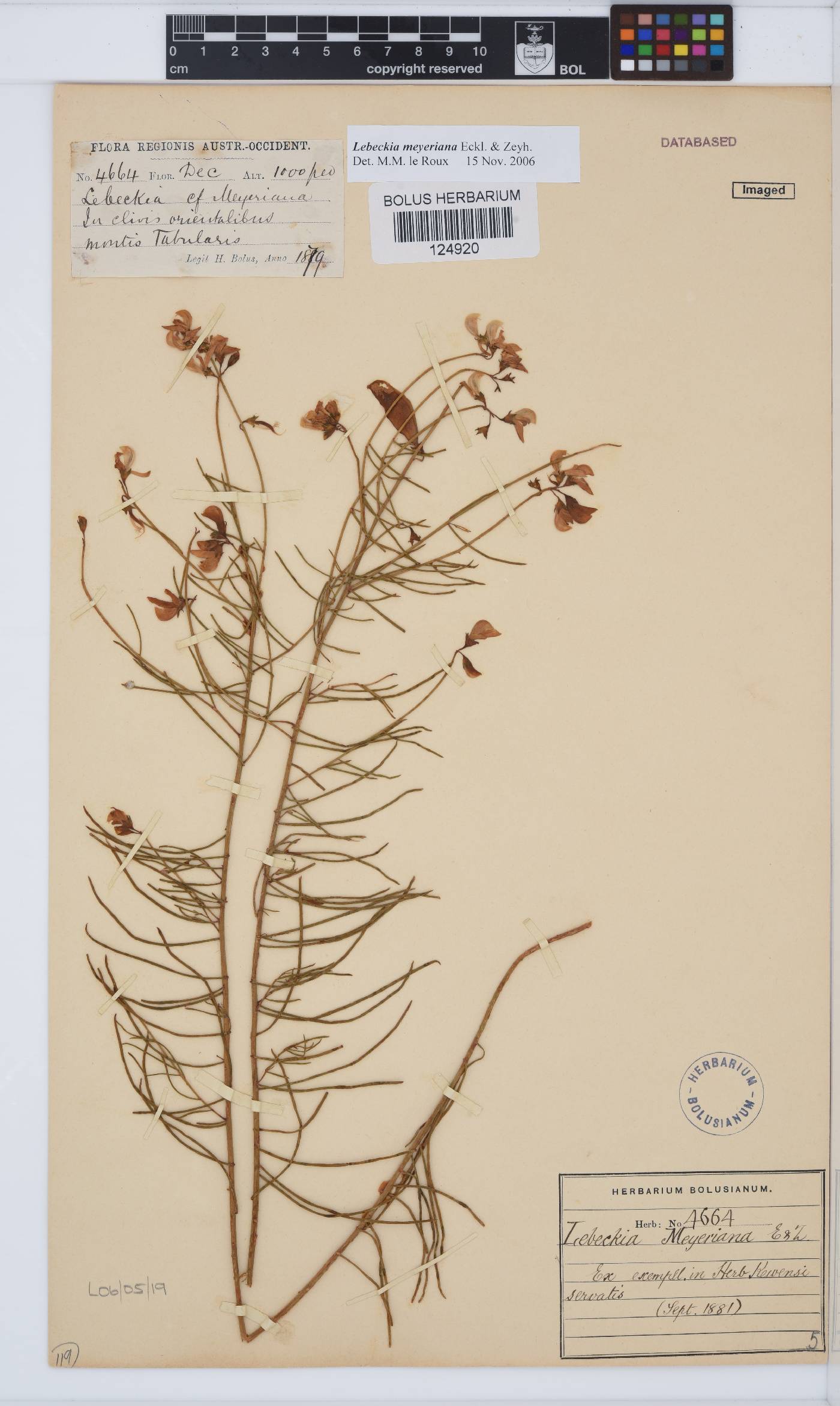 Lebeckia meyeriana image