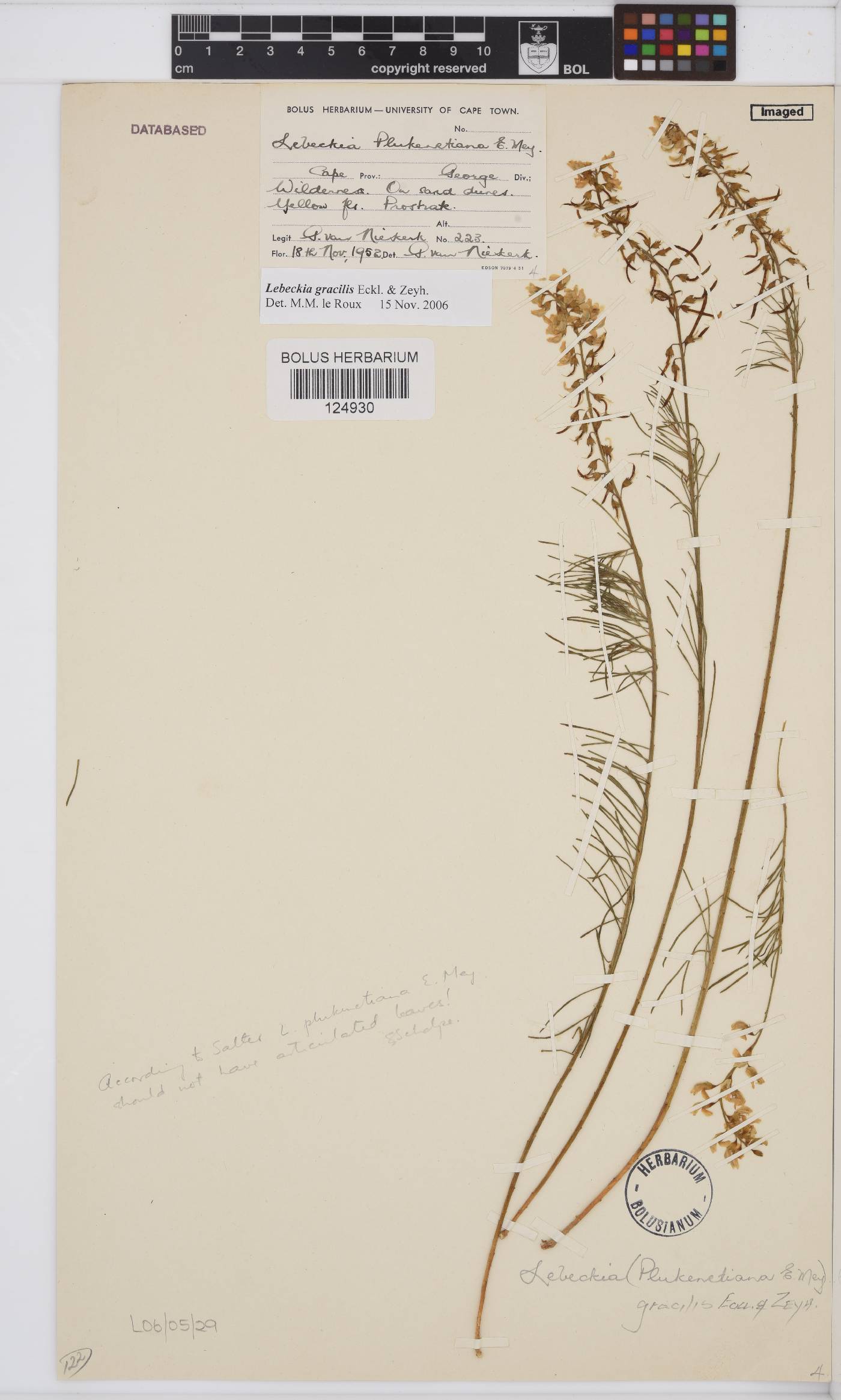Lebeckia gracilis image