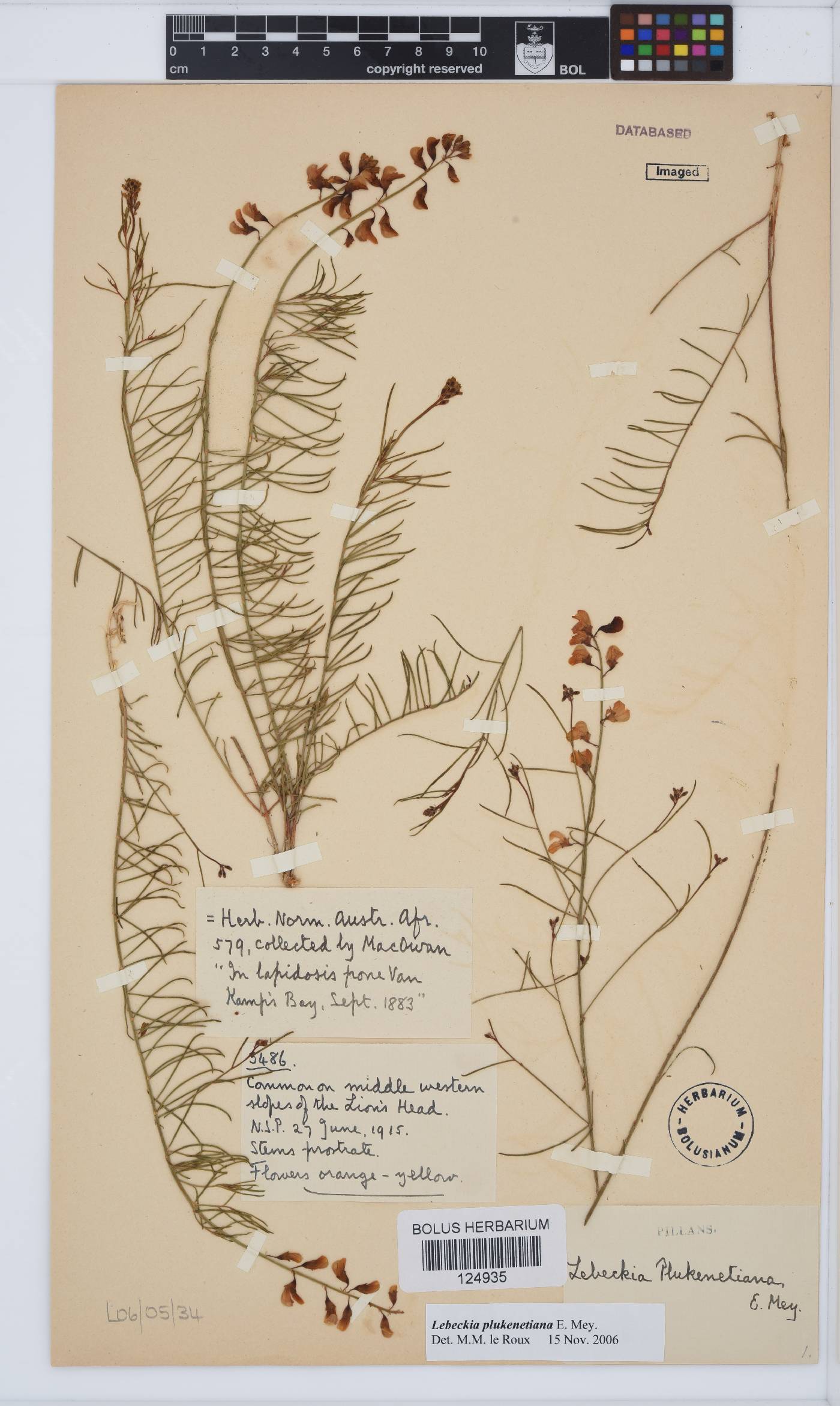 Lebeckia plukenetiana image