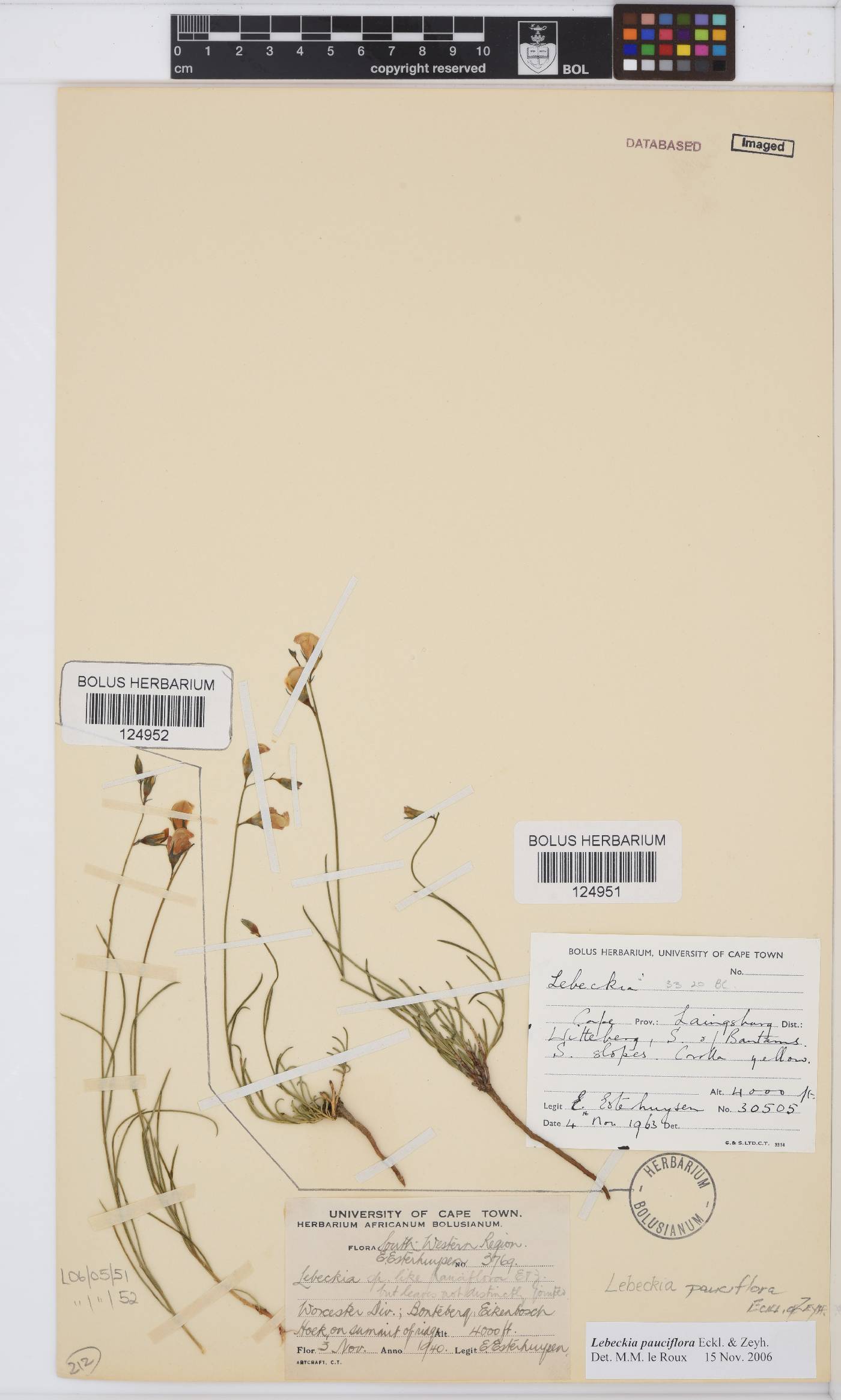 Lebeckia pauciflora image