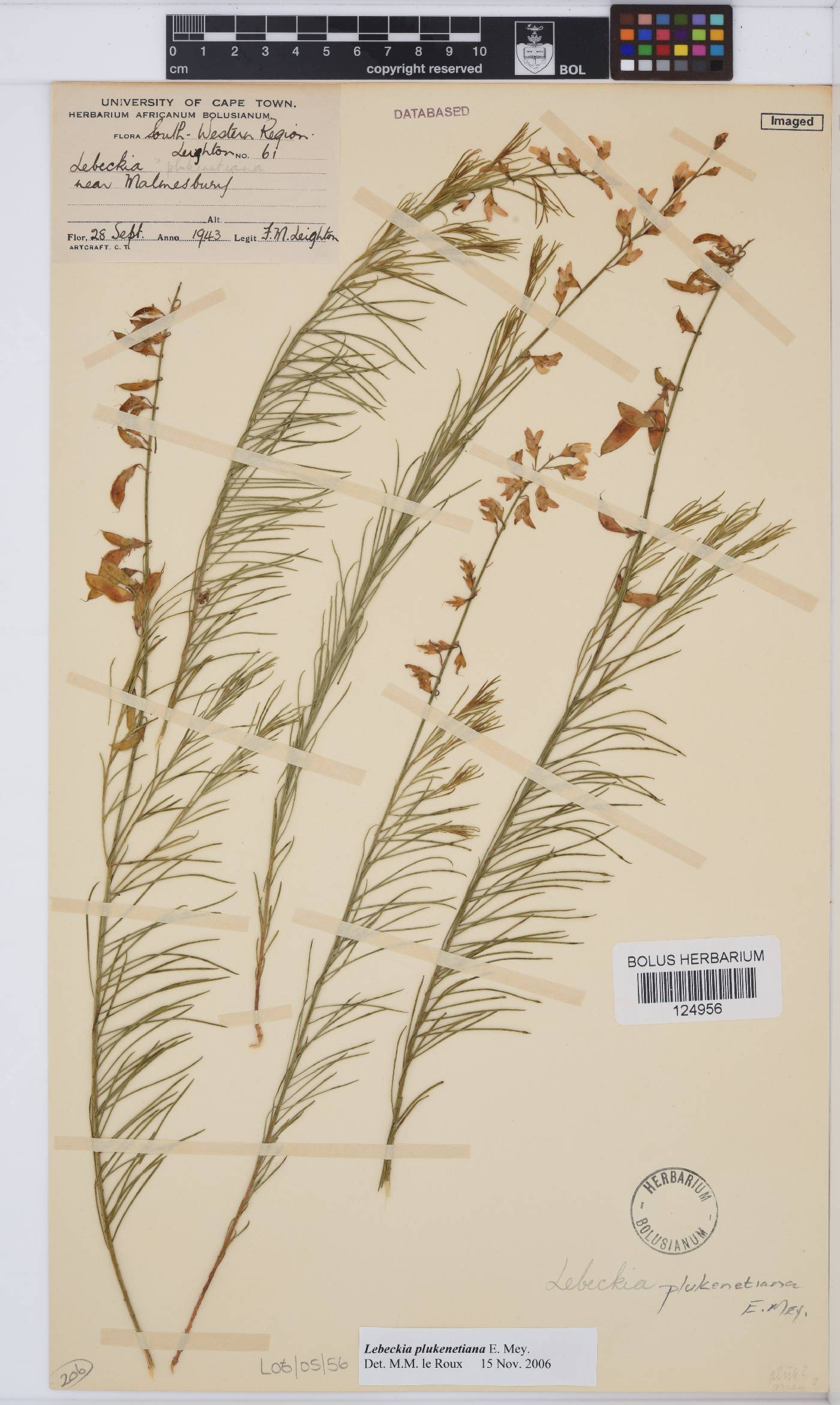 Lebeckia plukenetiana image