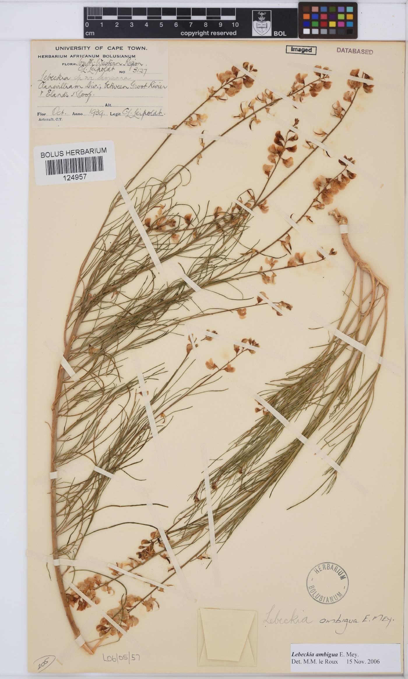 Lebeckia ambigua image