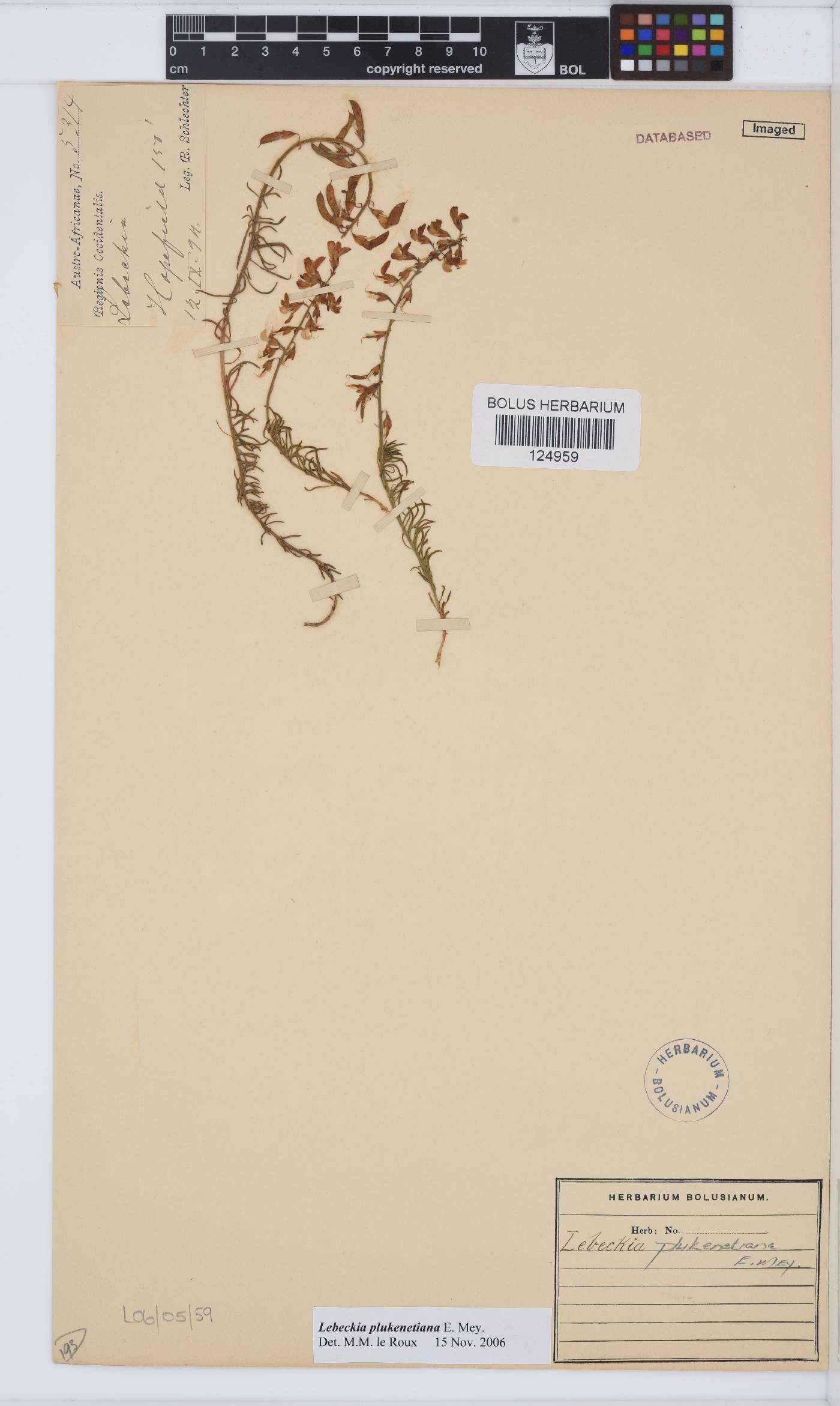 Lebeckia plukenetiana image