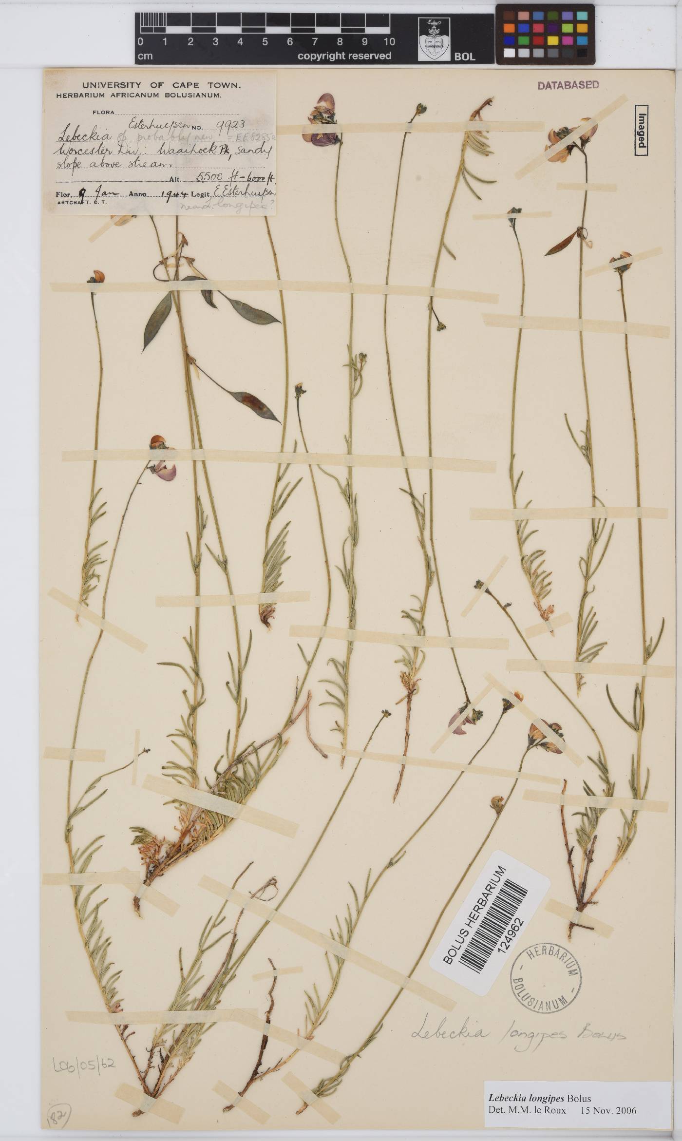 Lebeckia longipes image