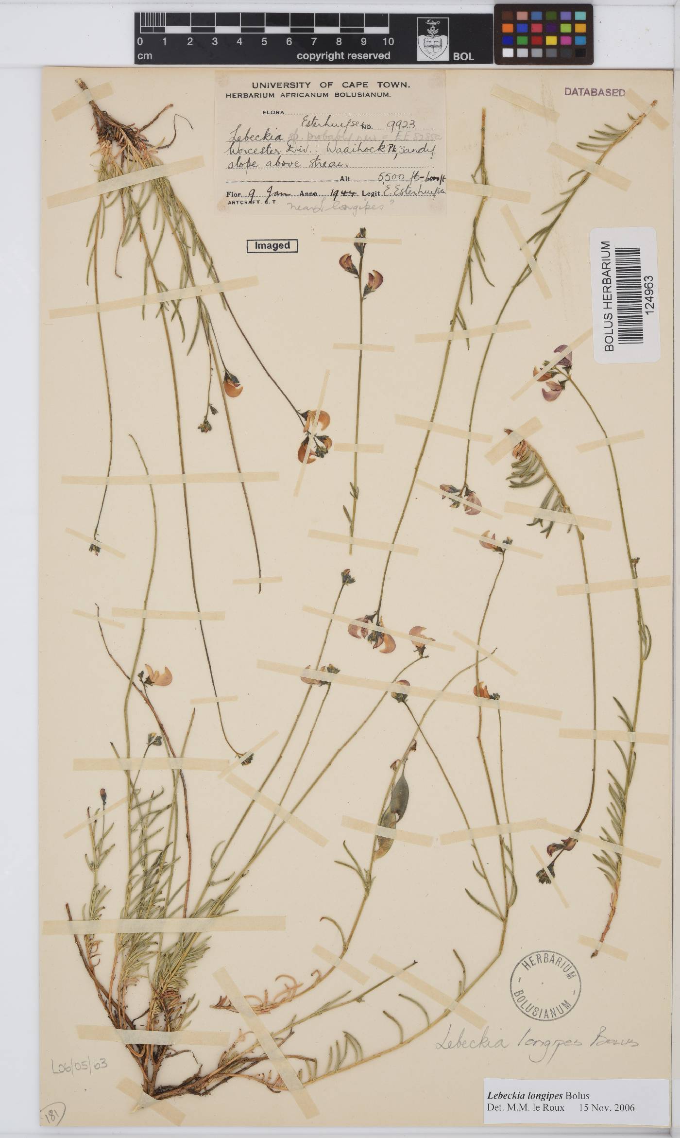 Lebeckia longipes image