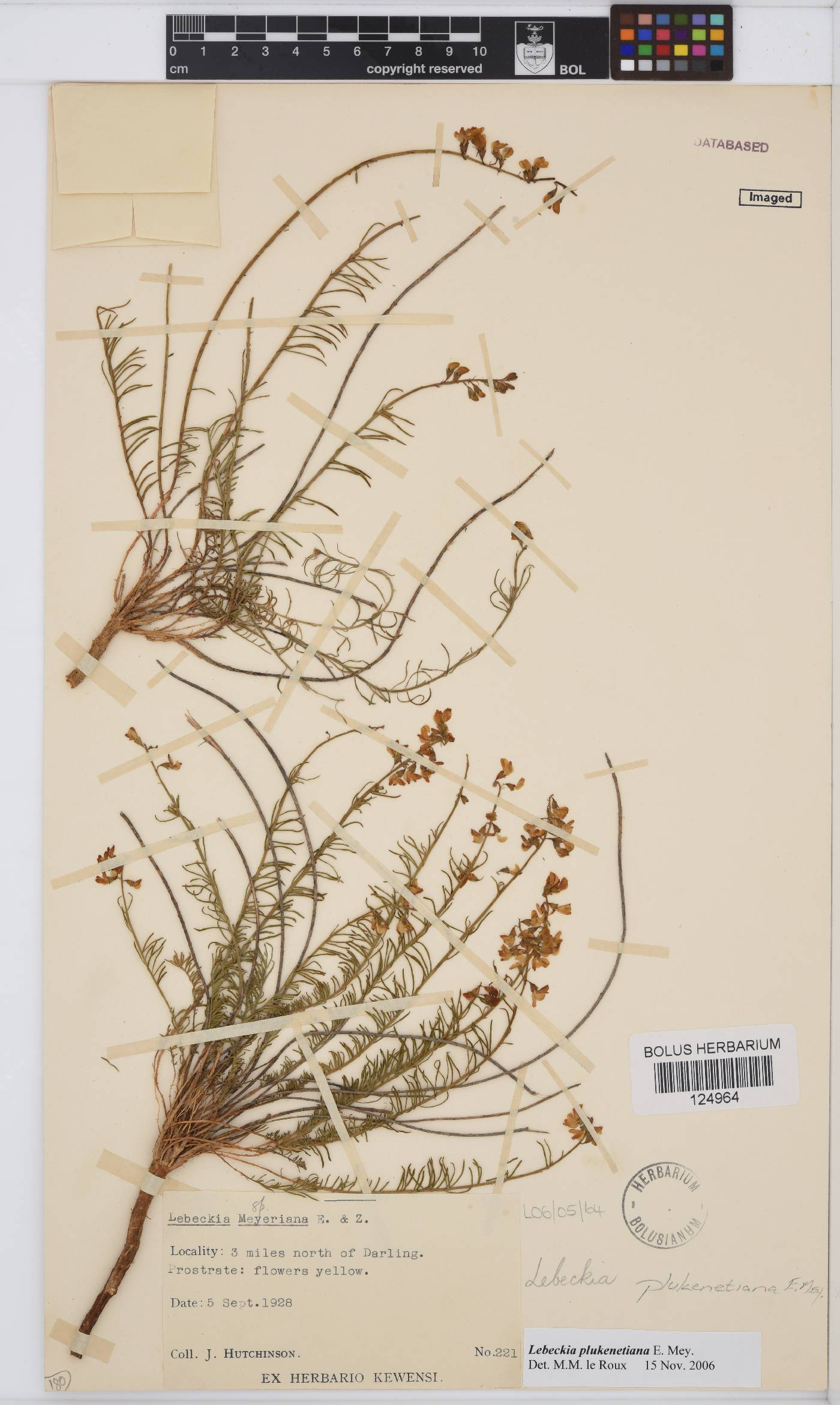Lebeckia plukenetiana image