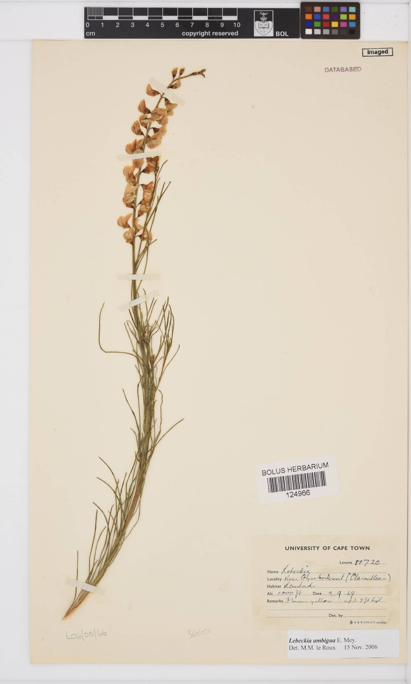 Lebeckia ambigua image