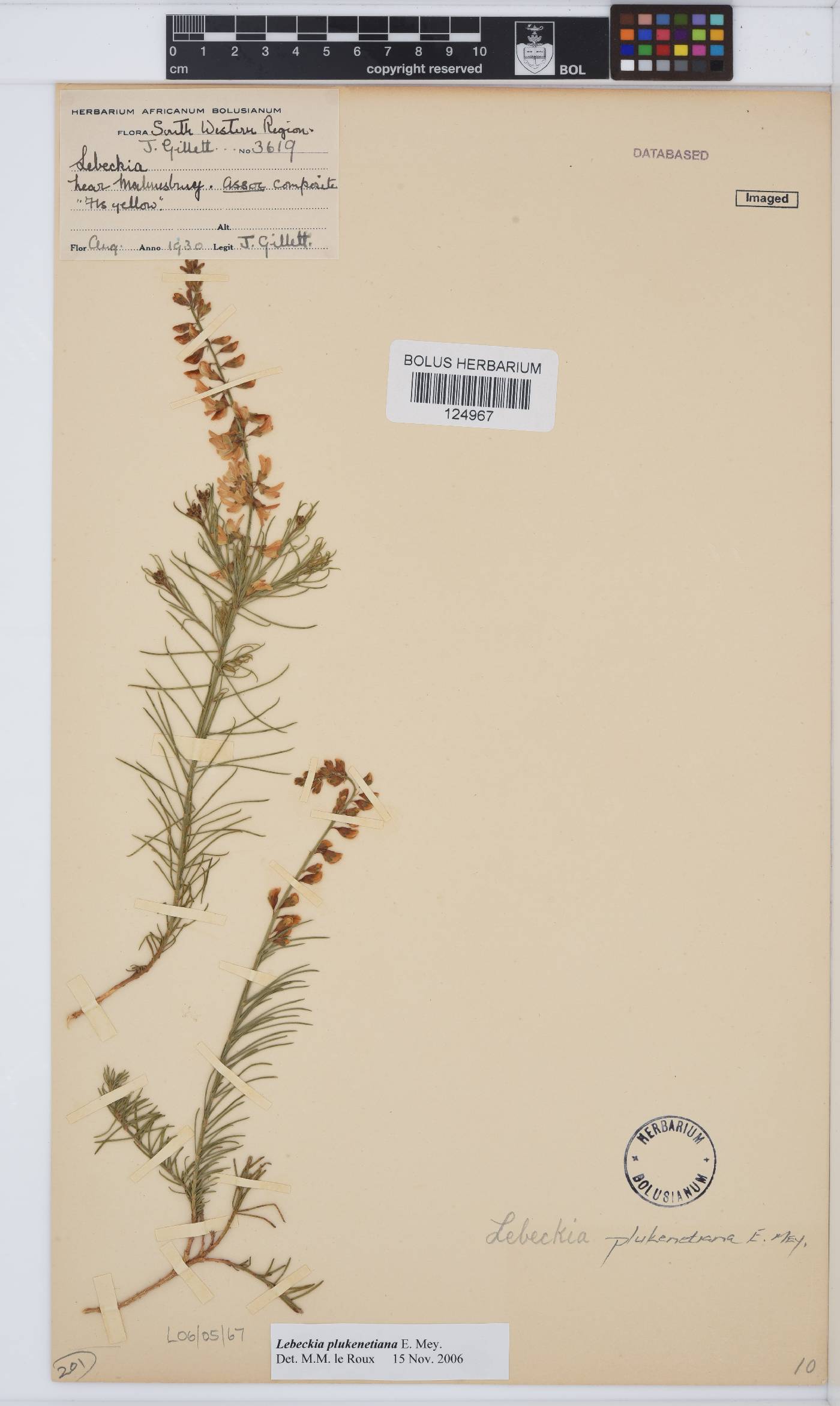 Lebeckia plukenetiana image