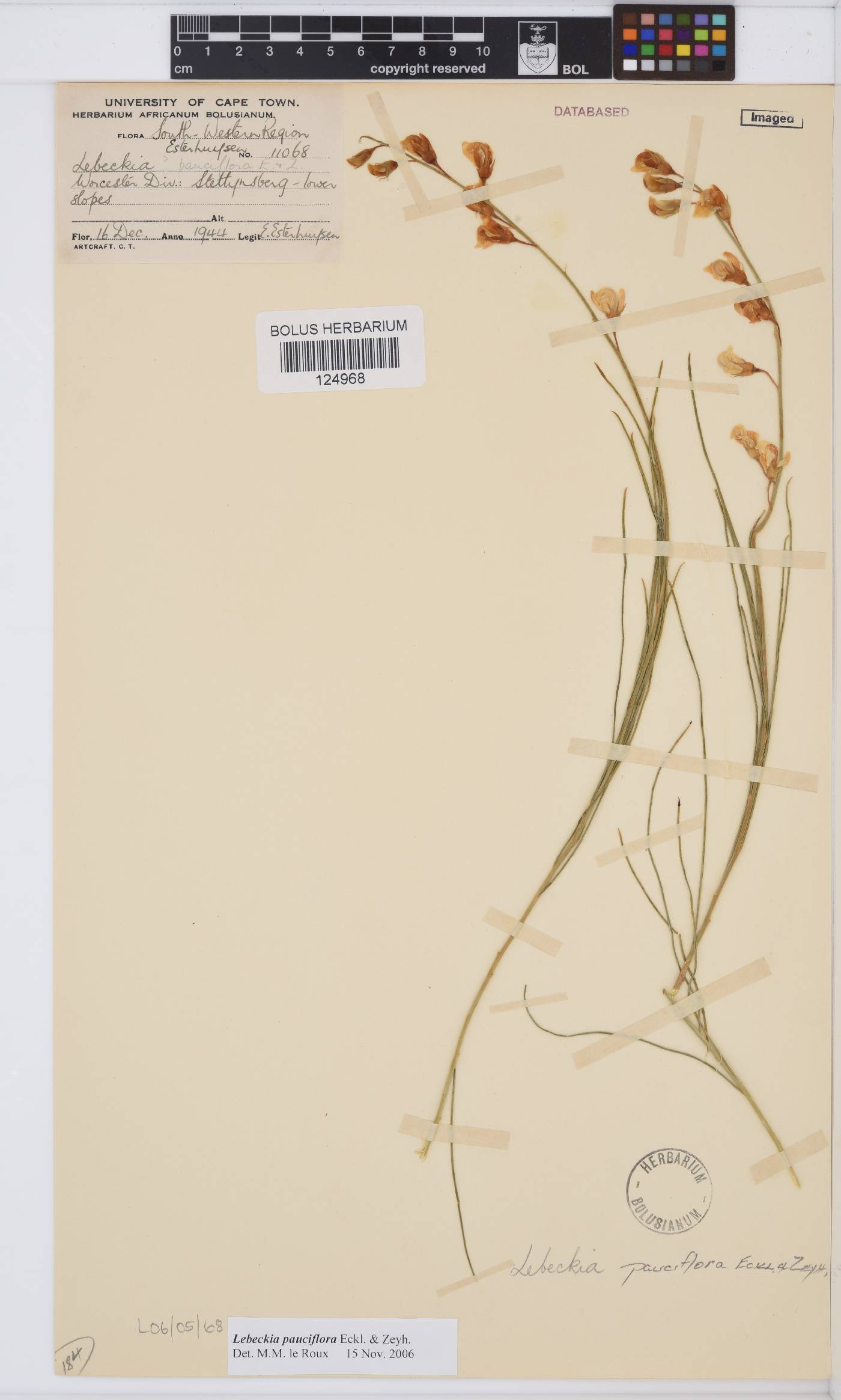 Lebeckia pauciflora image