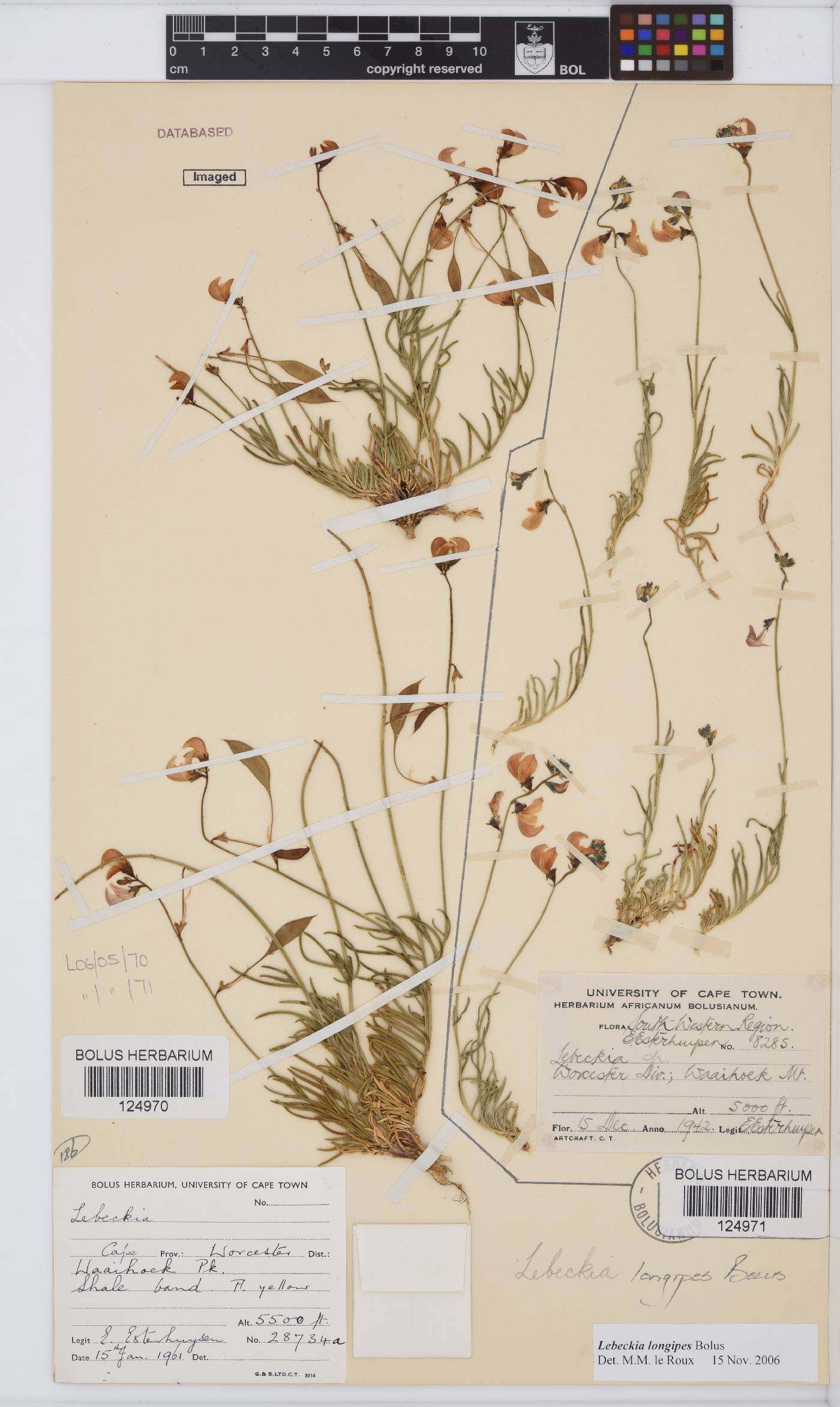 Lebeckia image