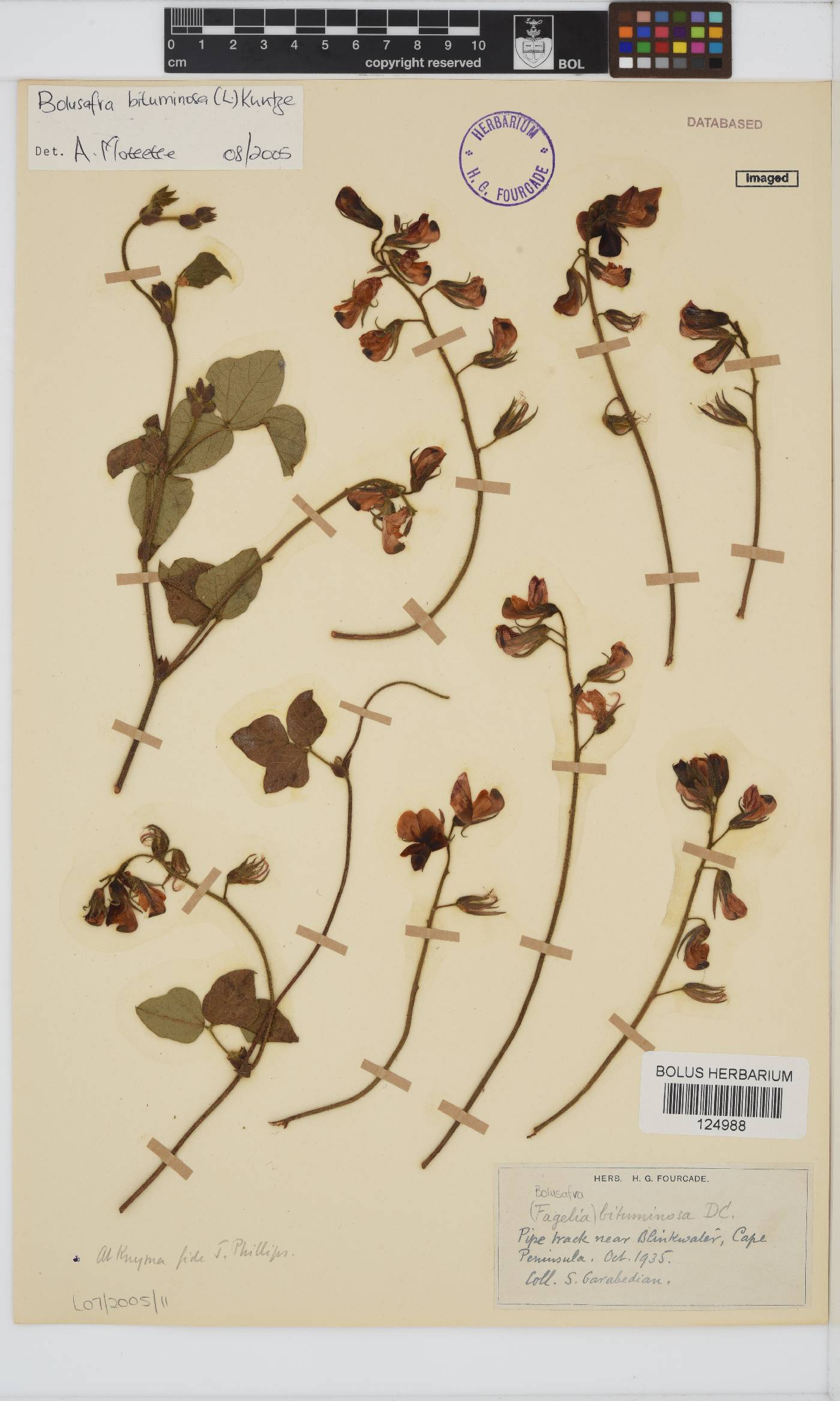Bolusafra bituminosa image