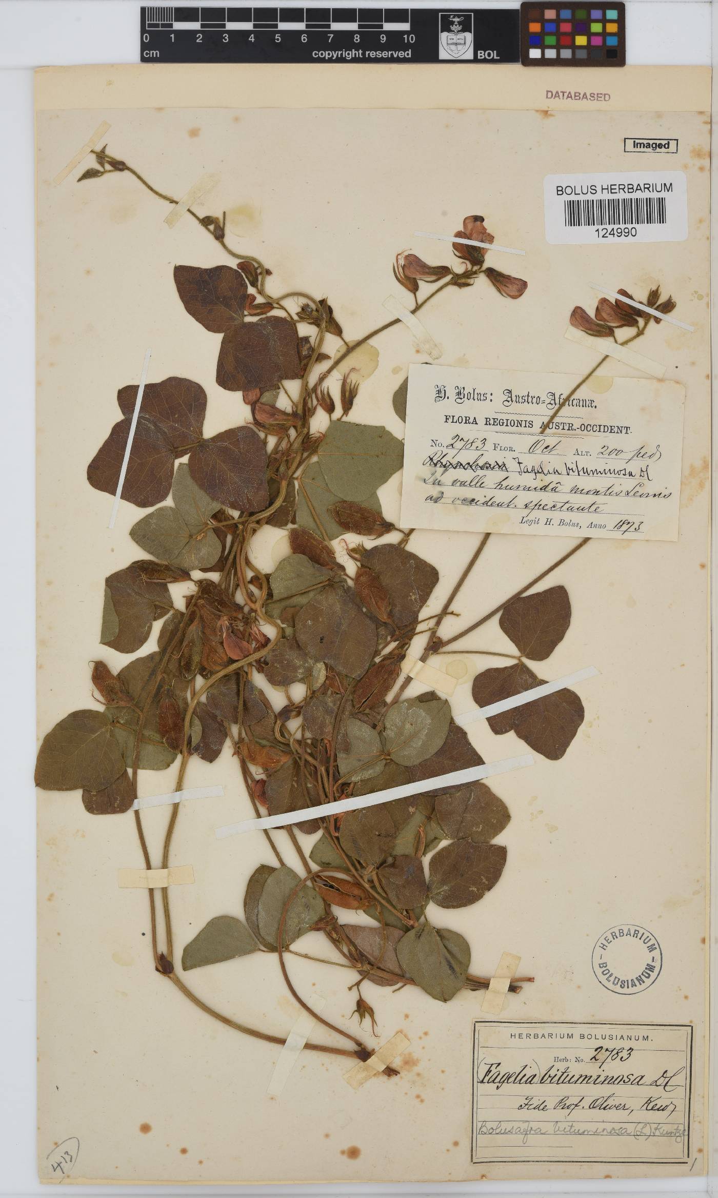 Bolusafra bituminosa image