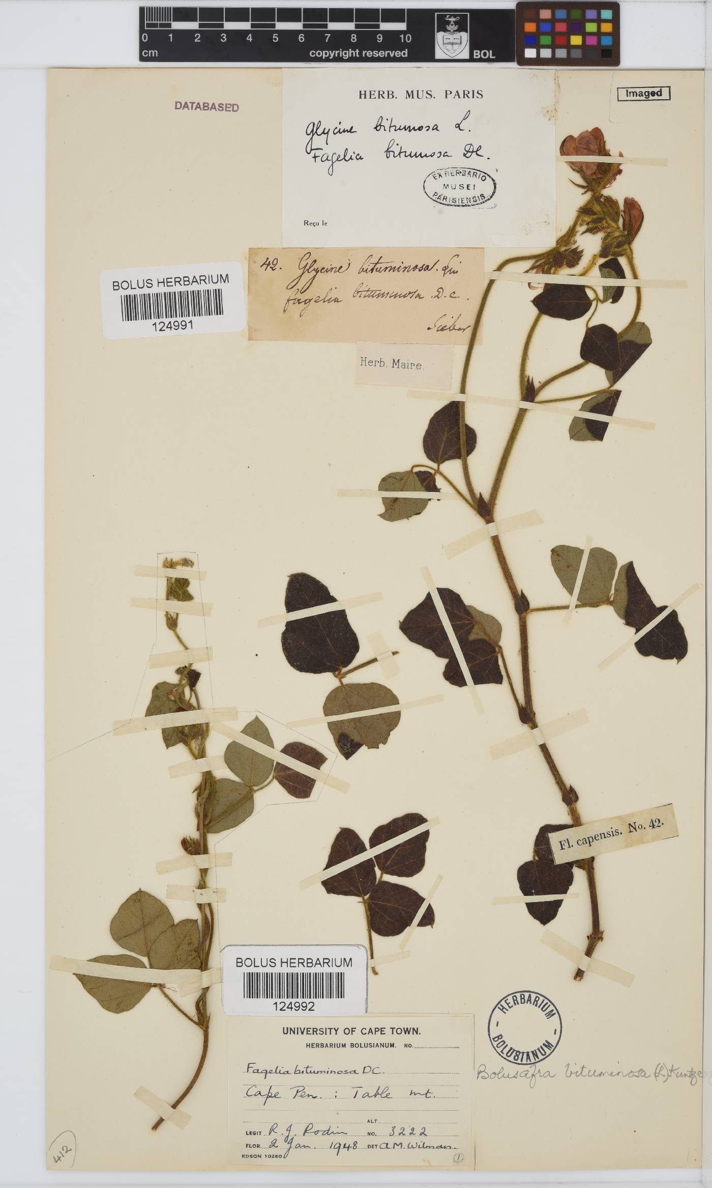 Bolusafra bituminosa image