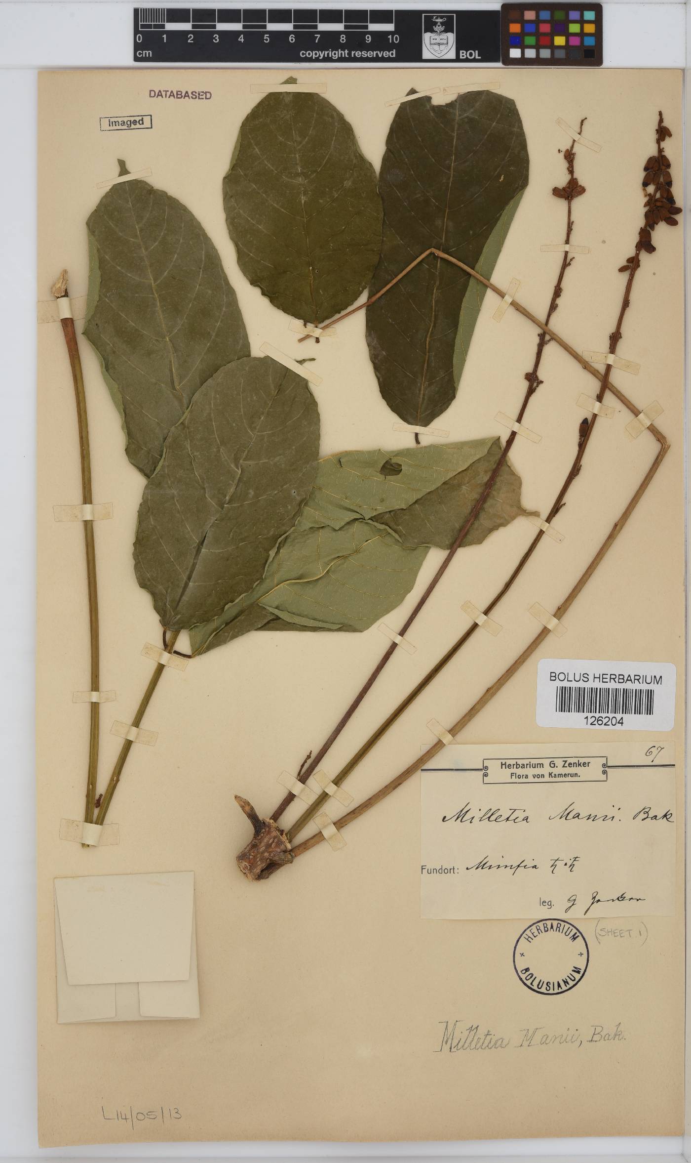 Millettia mannii image
