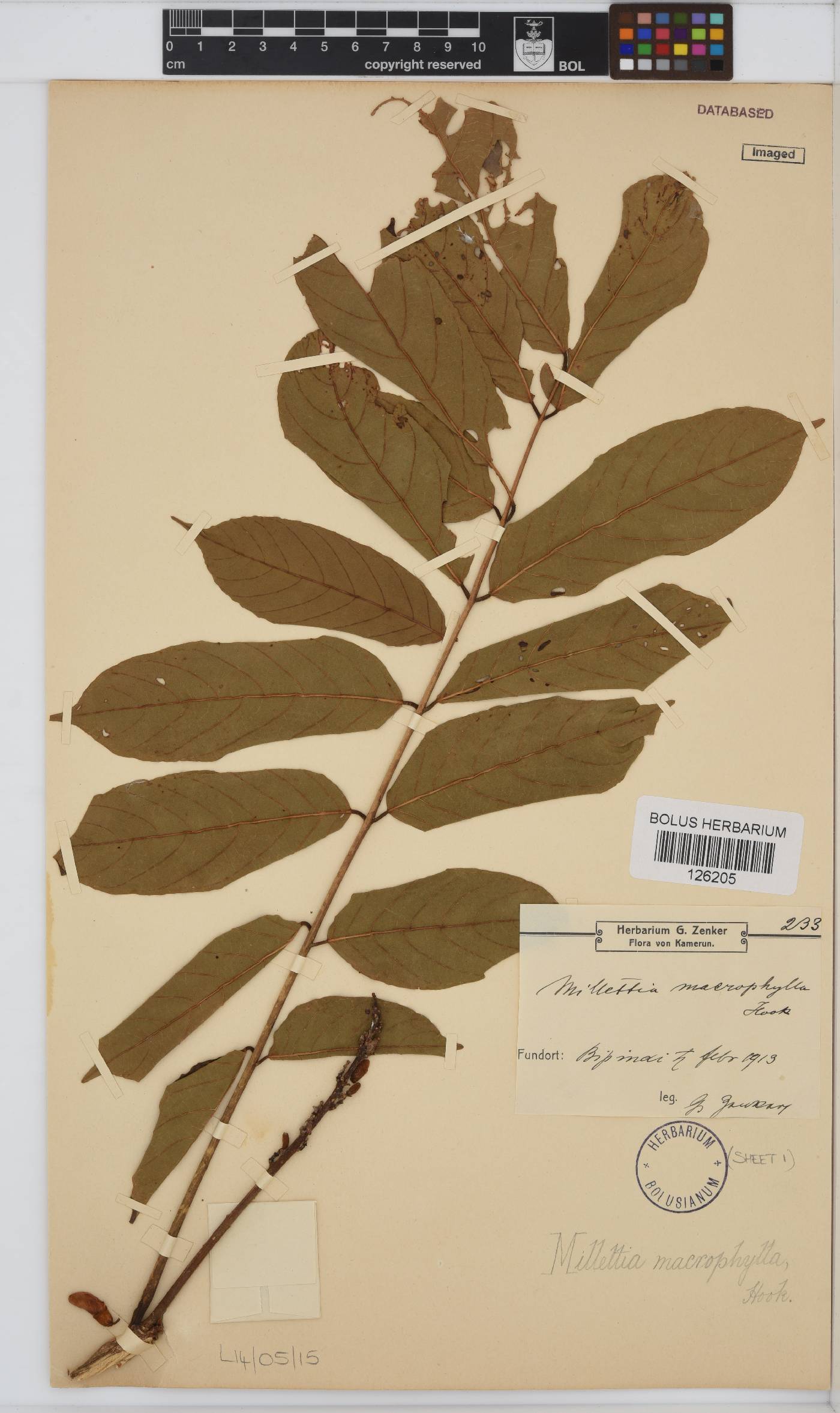 Millettia macrophylla image