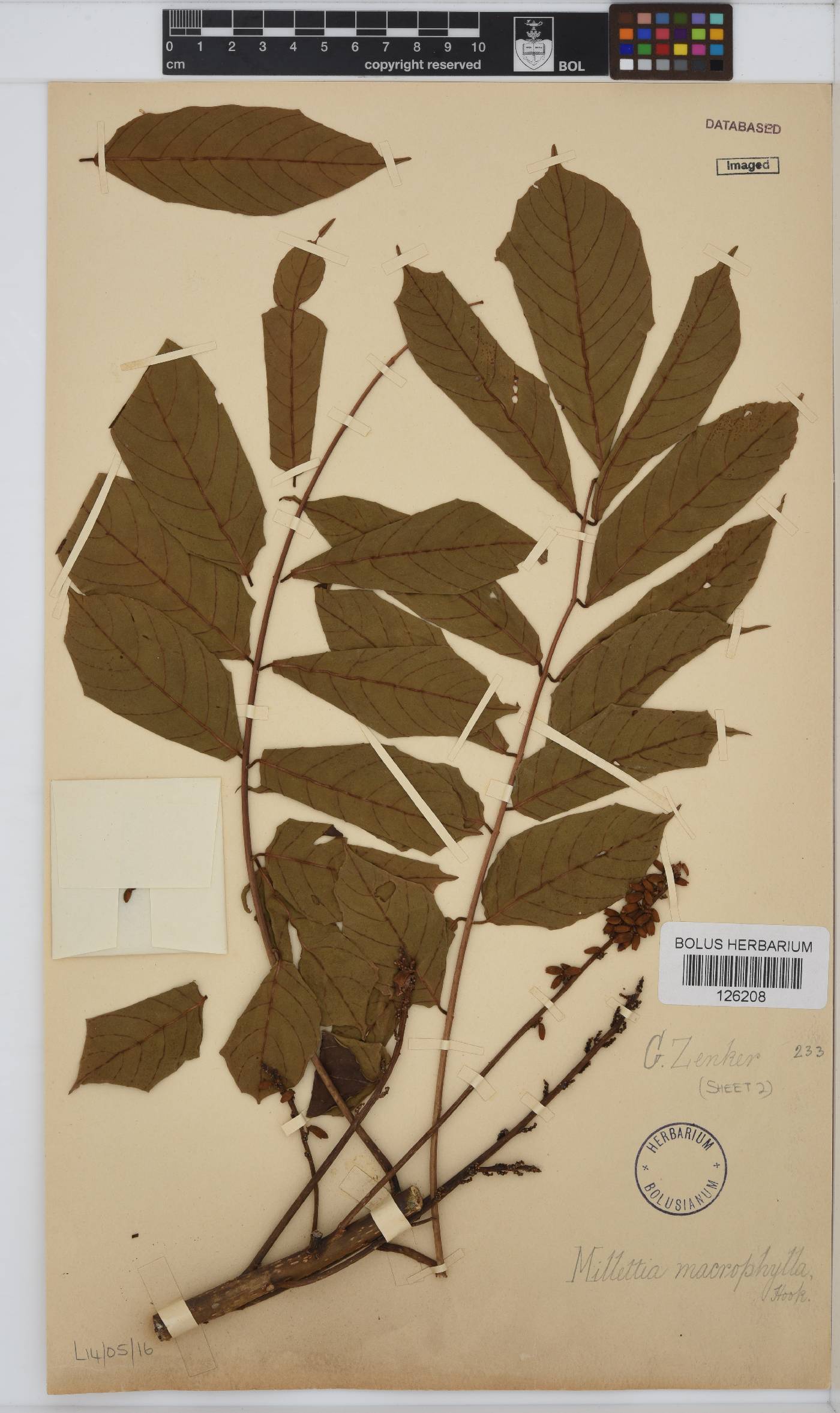 Millettia macrophylla image