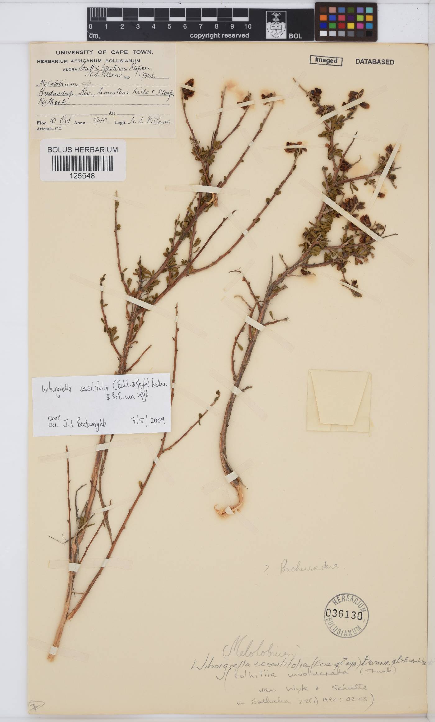 Wiborgiella image