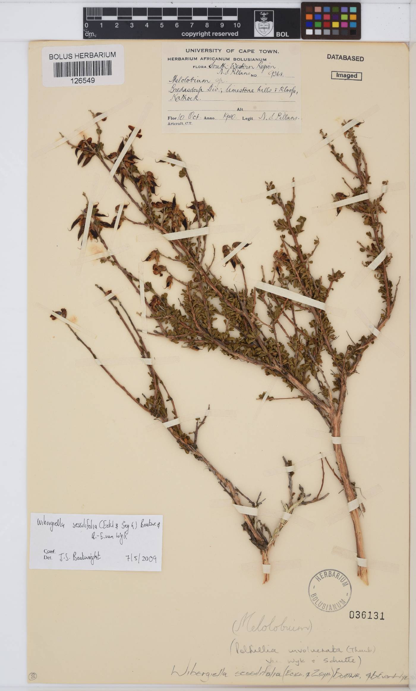 Wiborgiella sessilifolia image