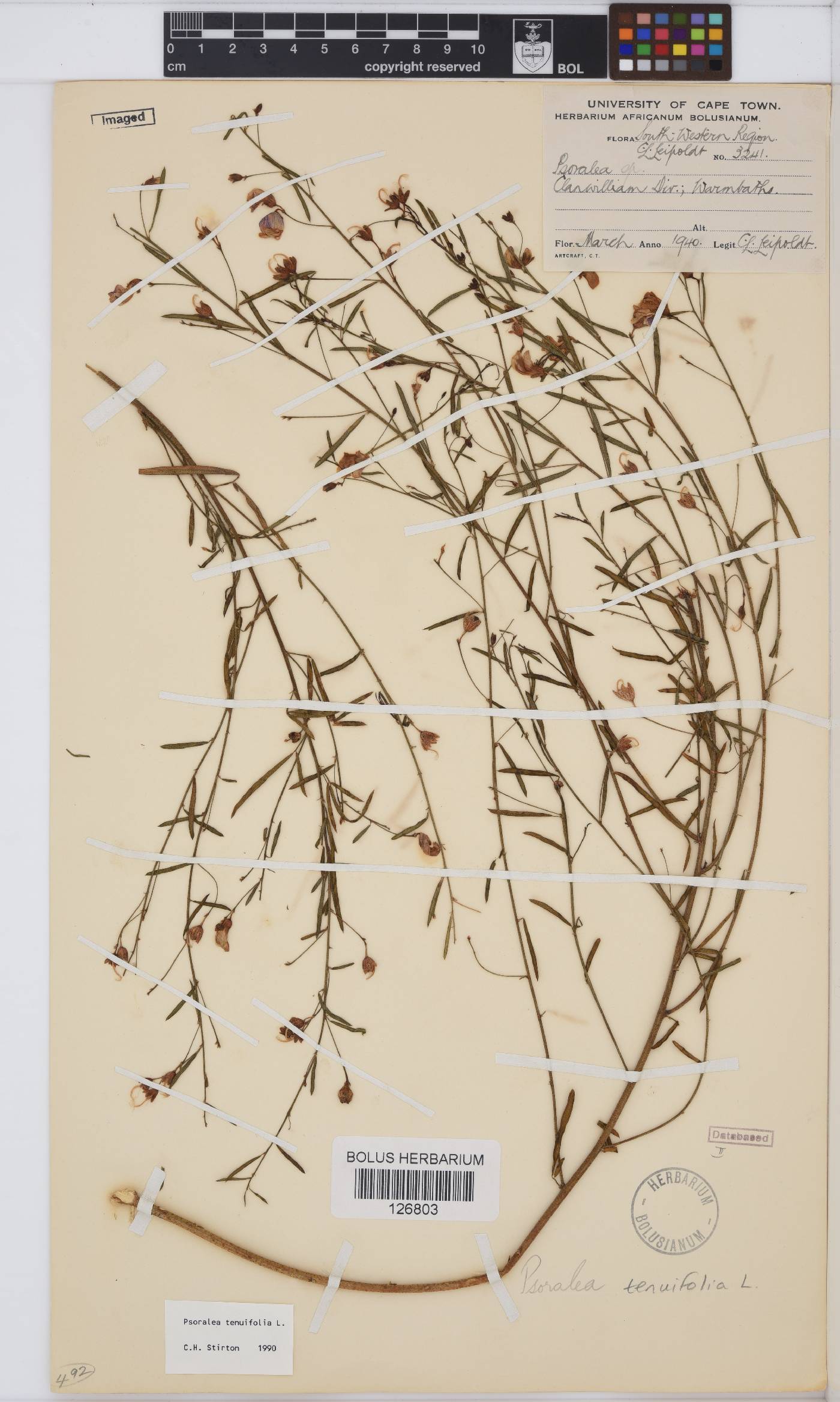 Psoralea krakadouwensis image