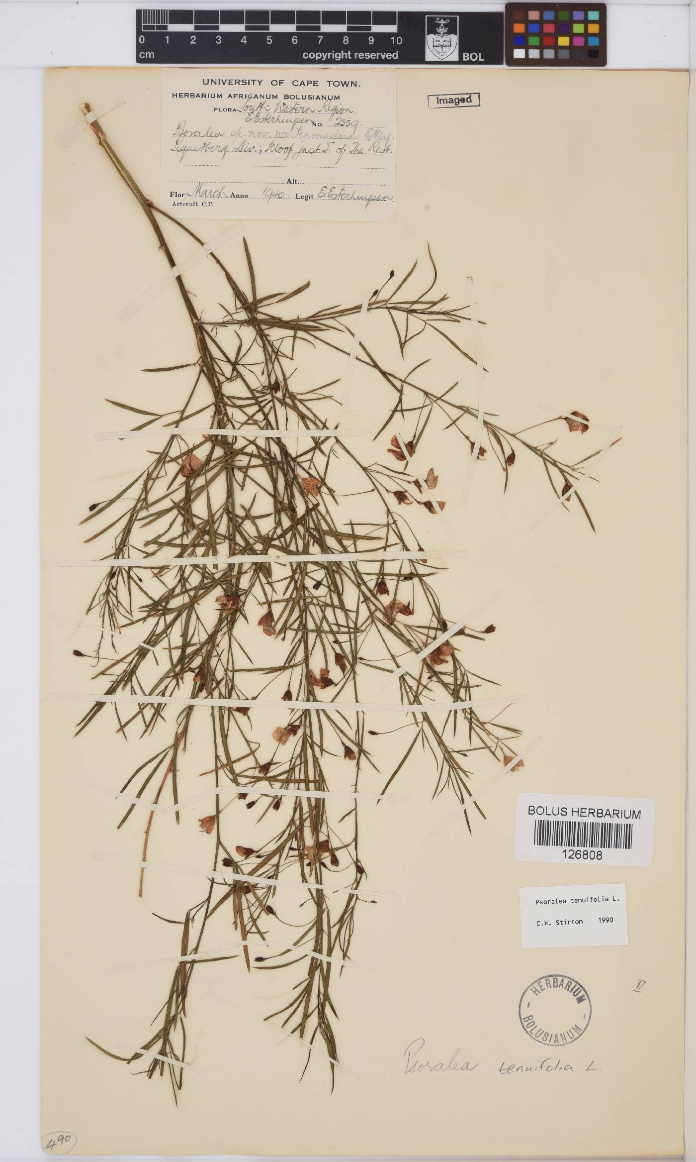 Psoralea krakadouwensis image