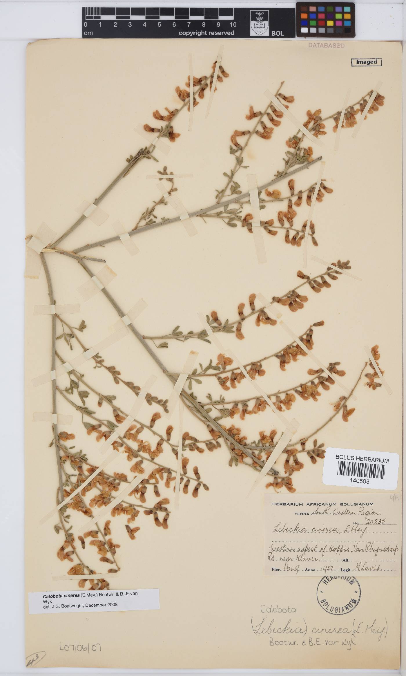 Calobota cinerea image