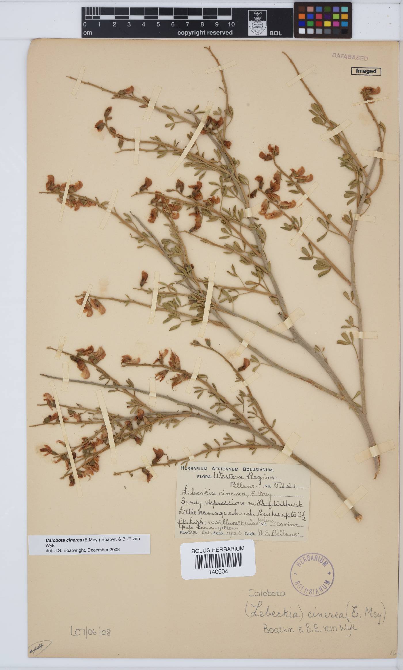 Calobota cinerea image