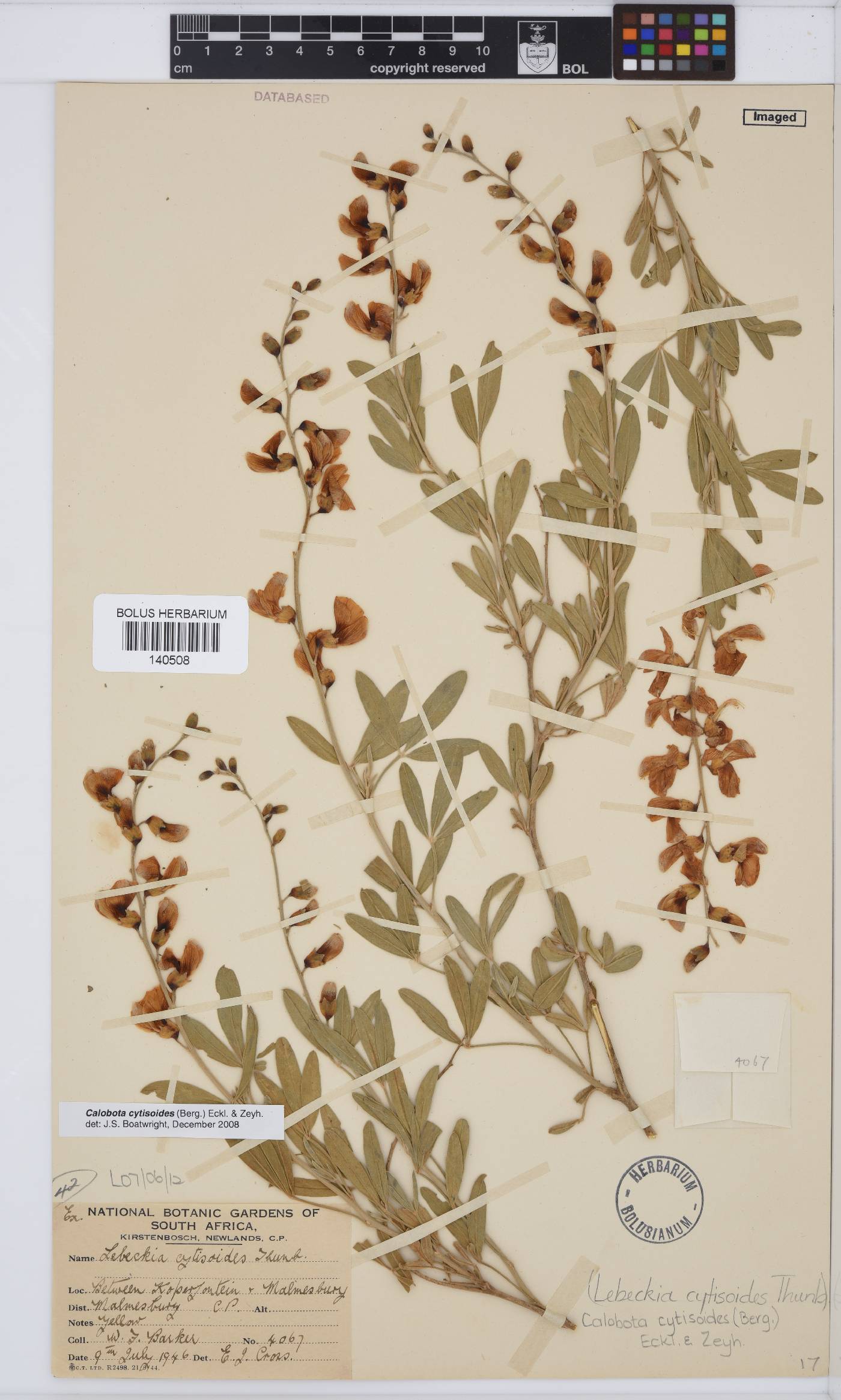 Calobota cytisoides image