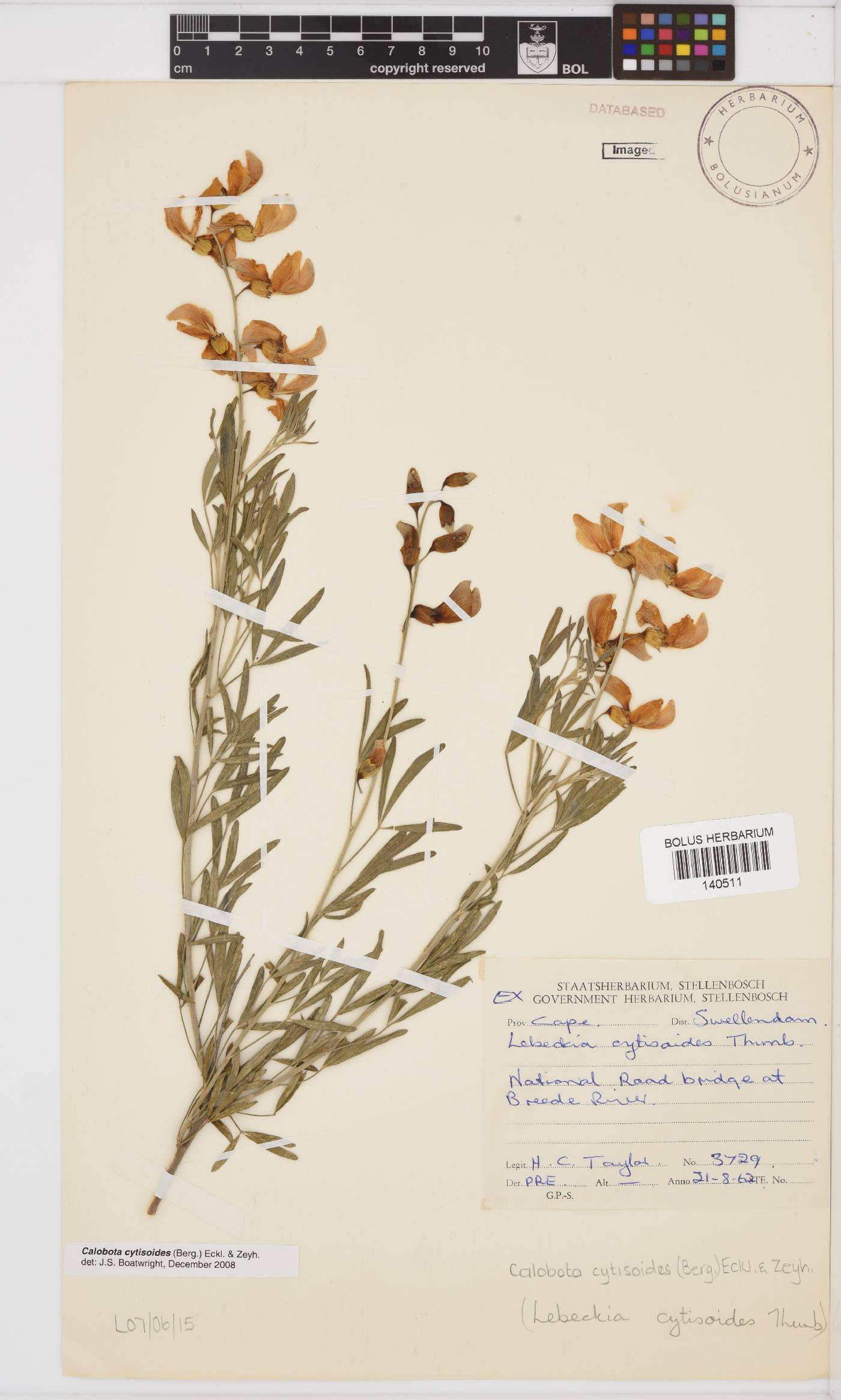 Calobota cytisoides image