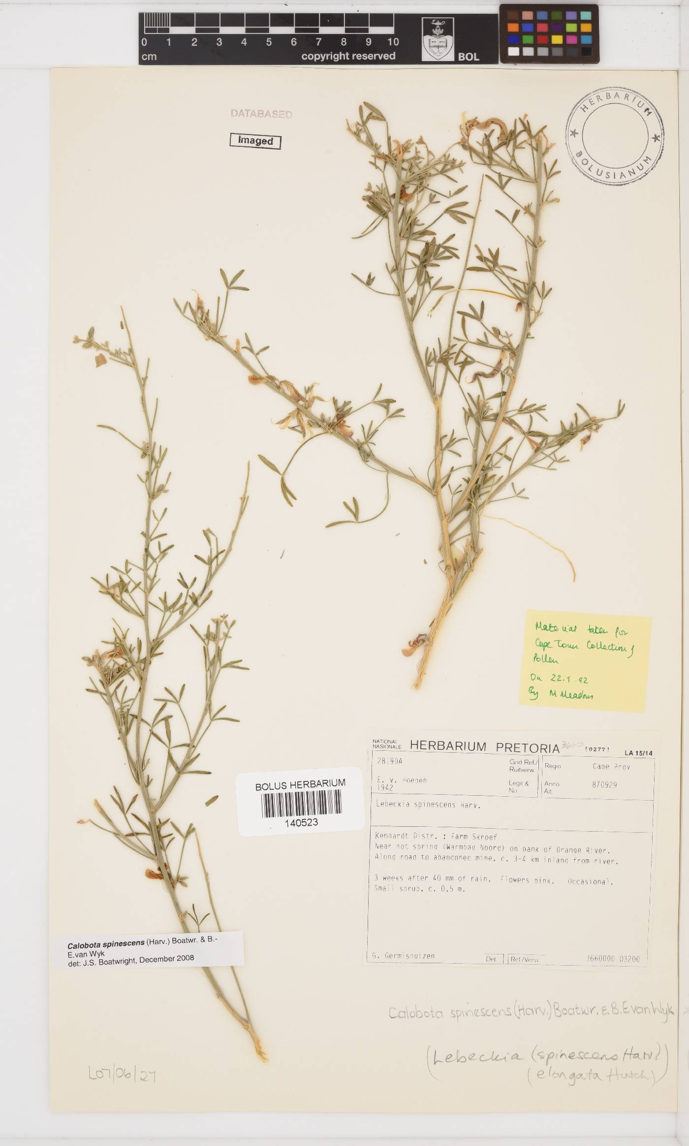 Calobota spinescens image