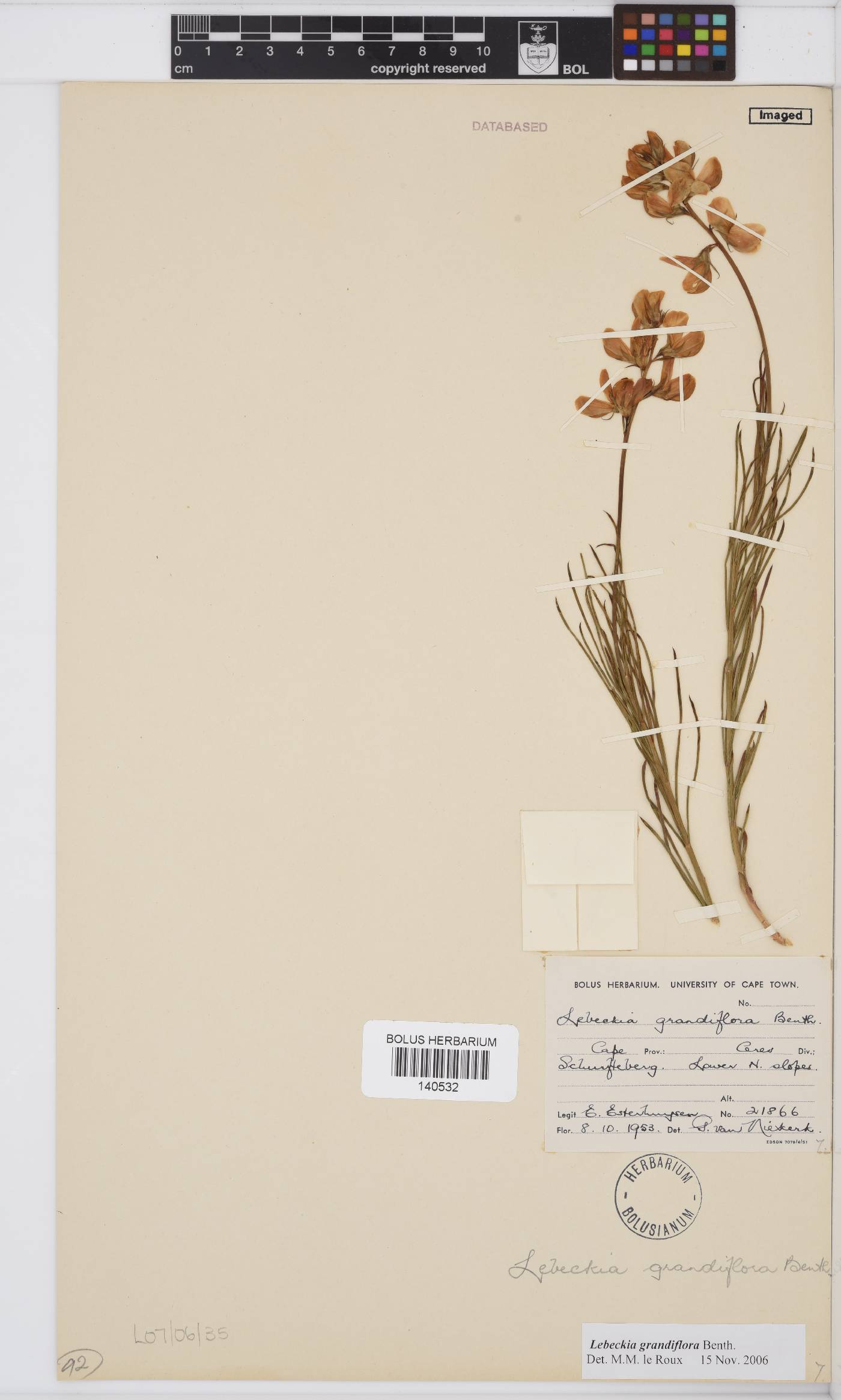 Lebeckia grandiflora image