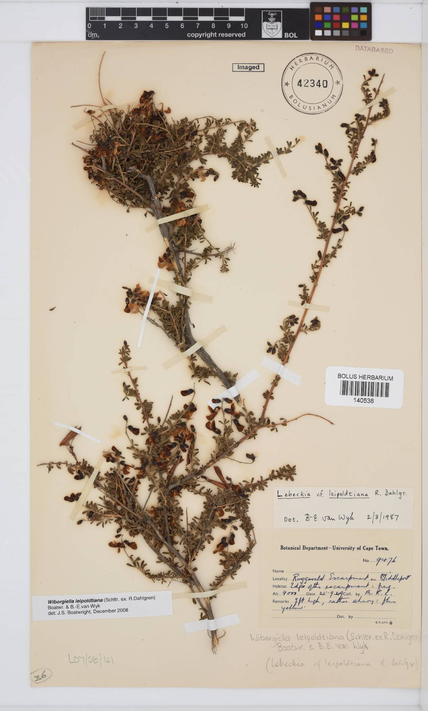 Wiborgiella leipoldtiana image