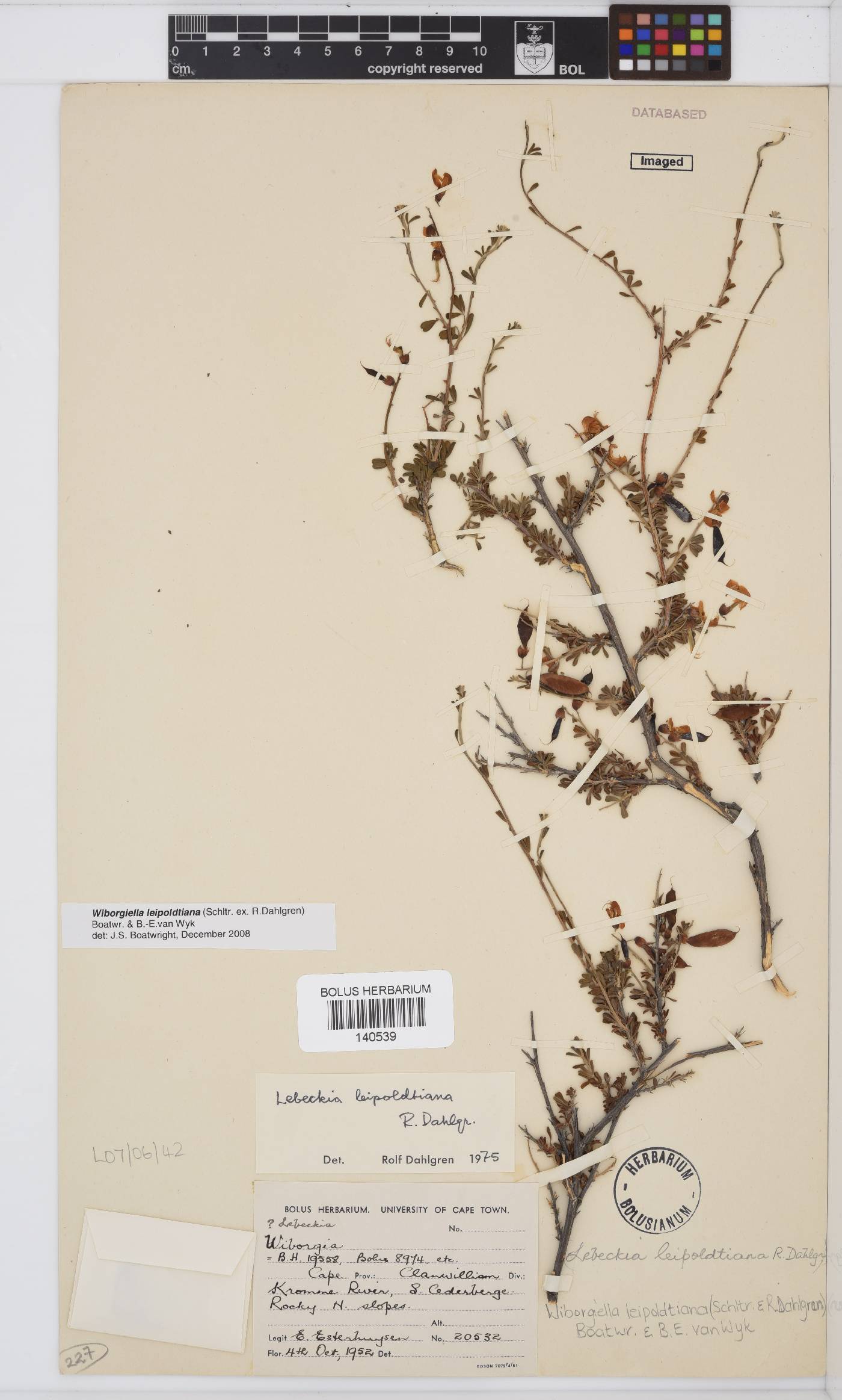 Wiborgiella leipoldtiana image