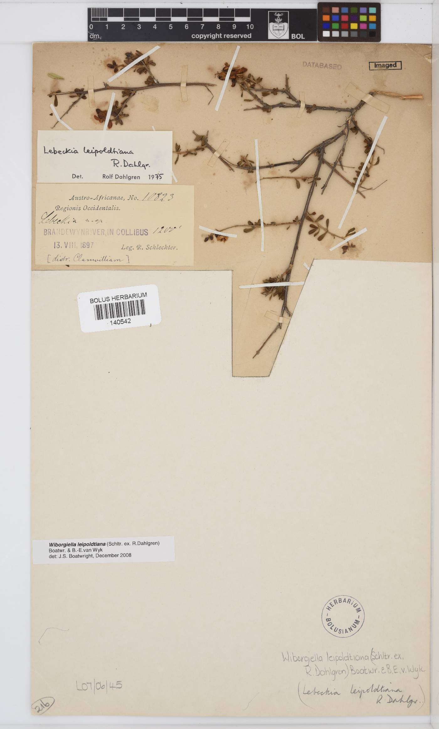 Wiborgiella leipoldtiana image