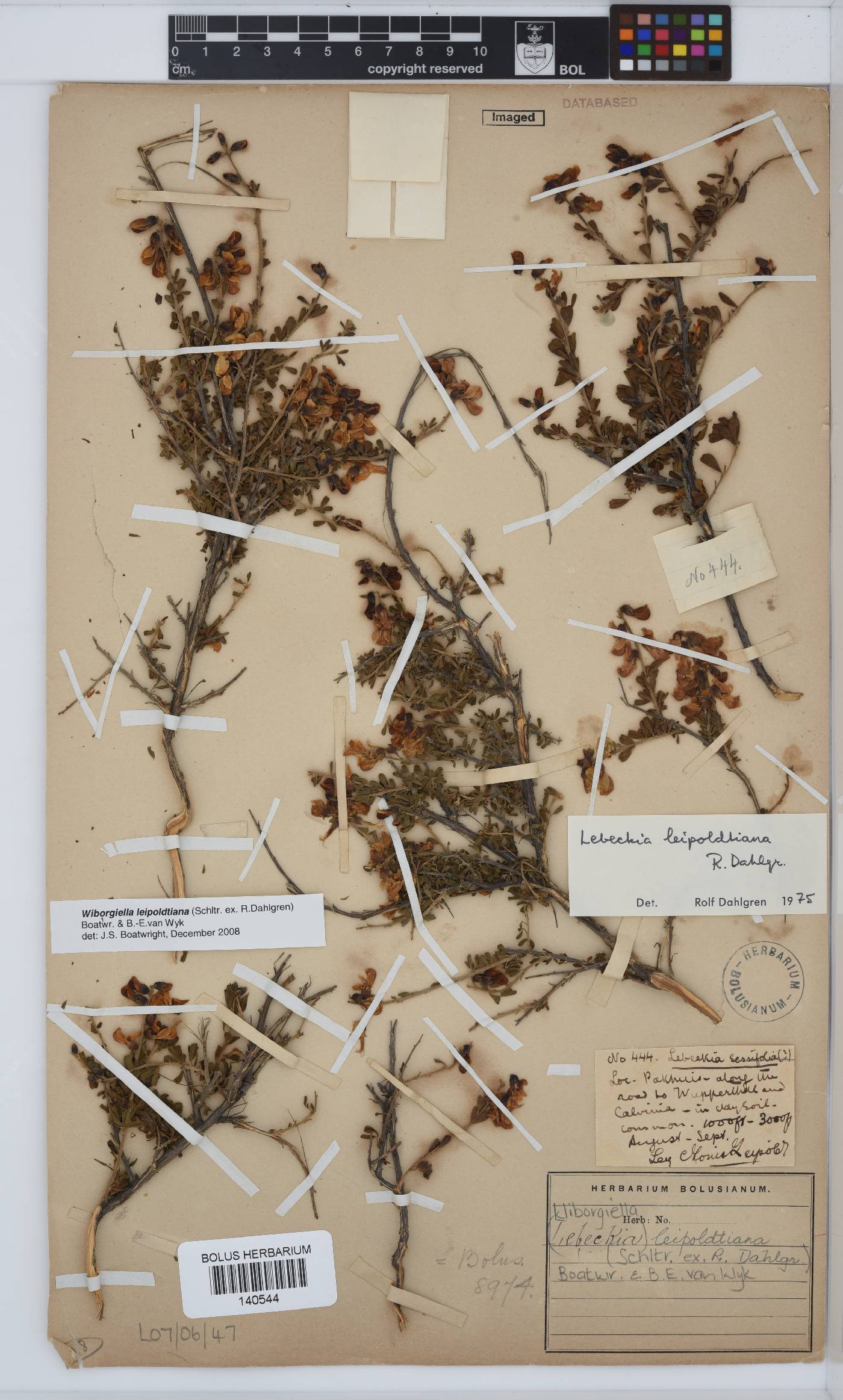 Wiborgiella leipoldtiana image