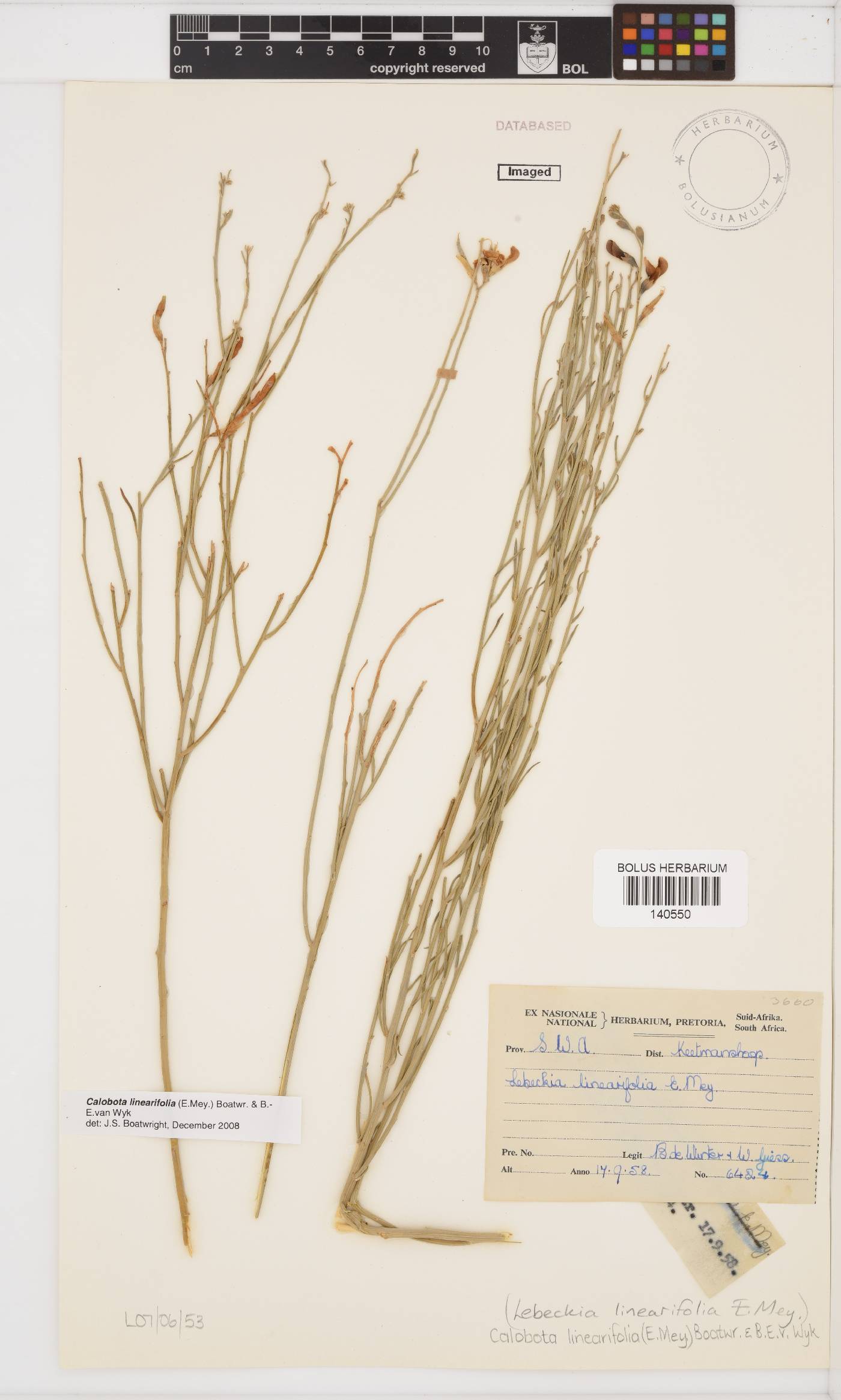 Calobota linearifolia image