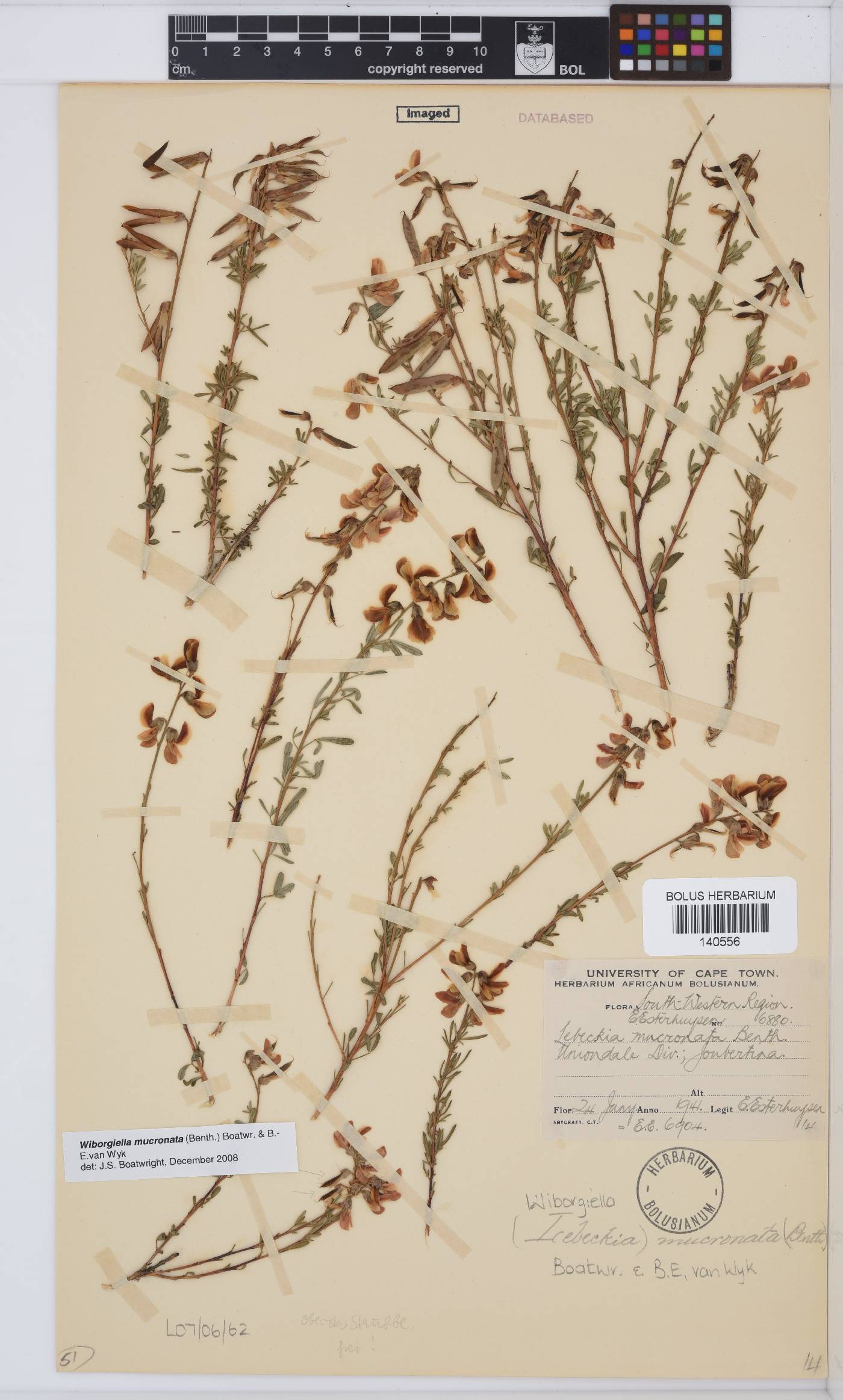 Wiborgiella mucronata image