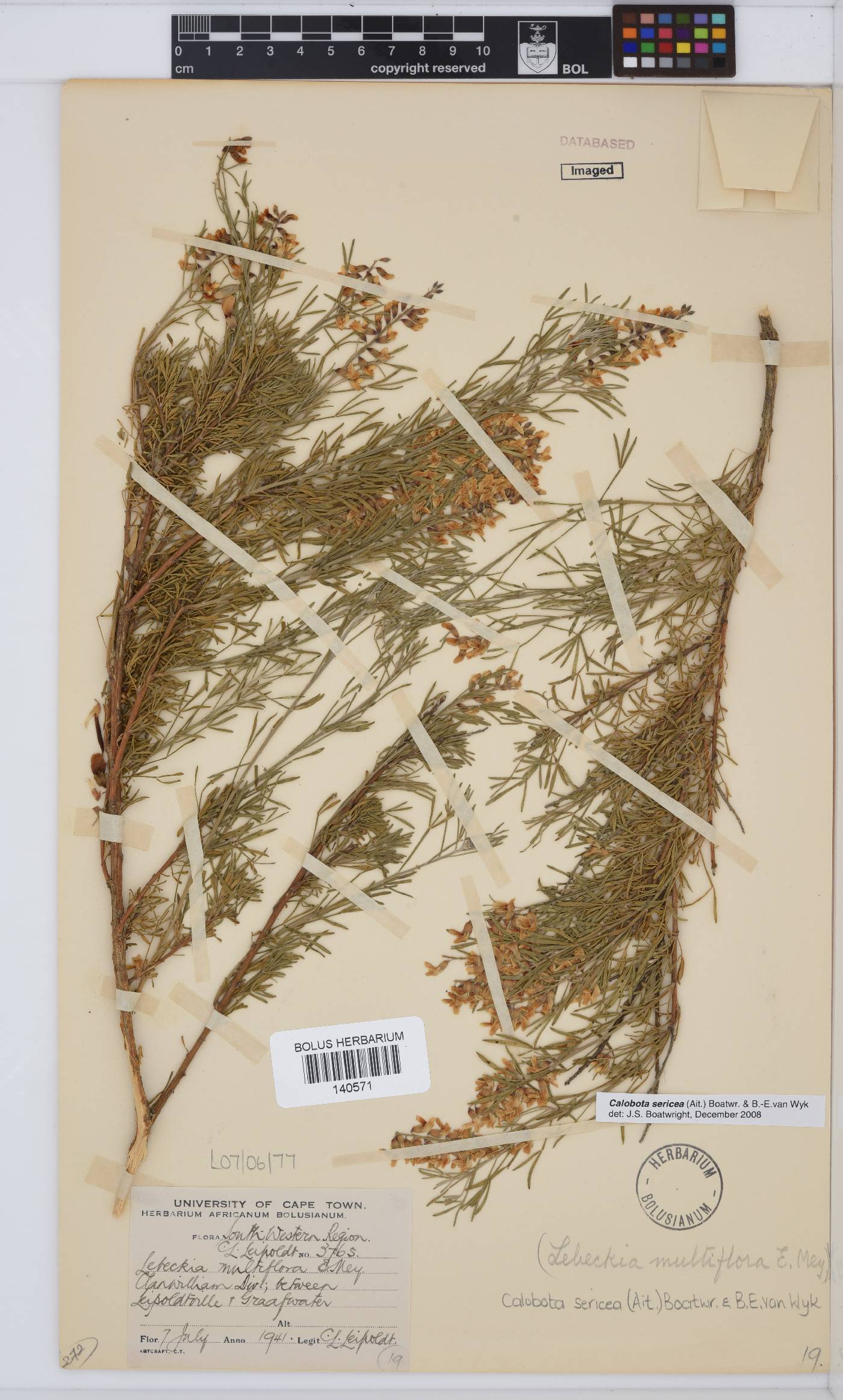 Calobota sericea image