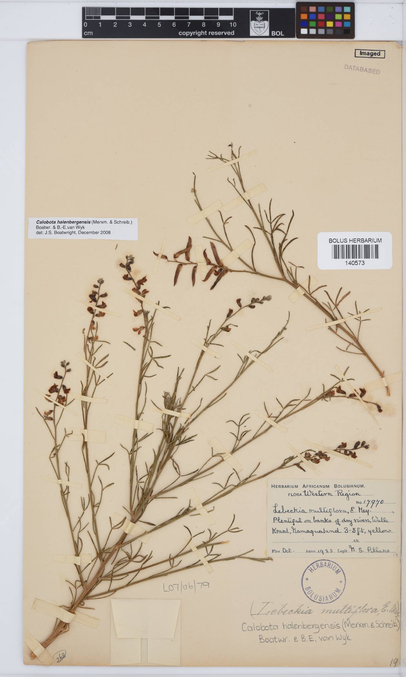 Calobota halenbergensis image