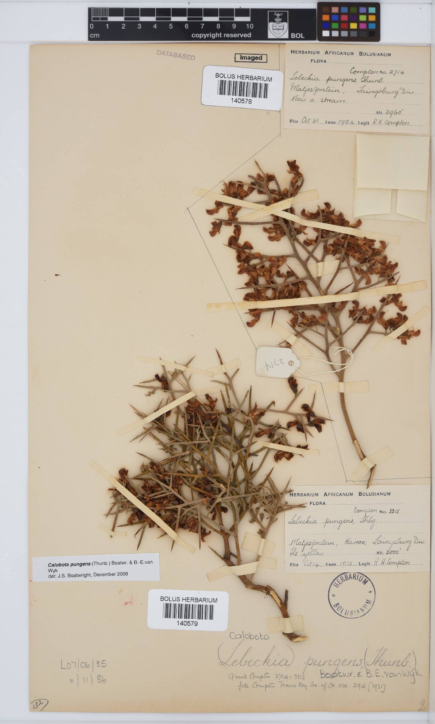 Calobota pungens image