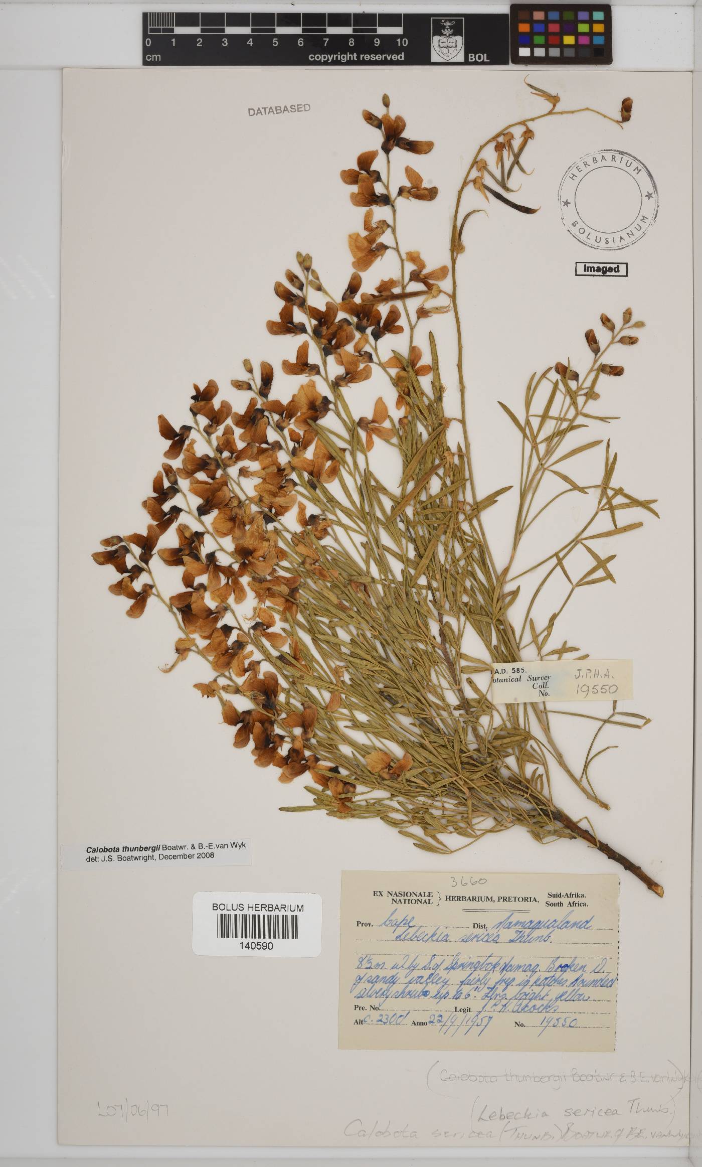 Calobota sericea image